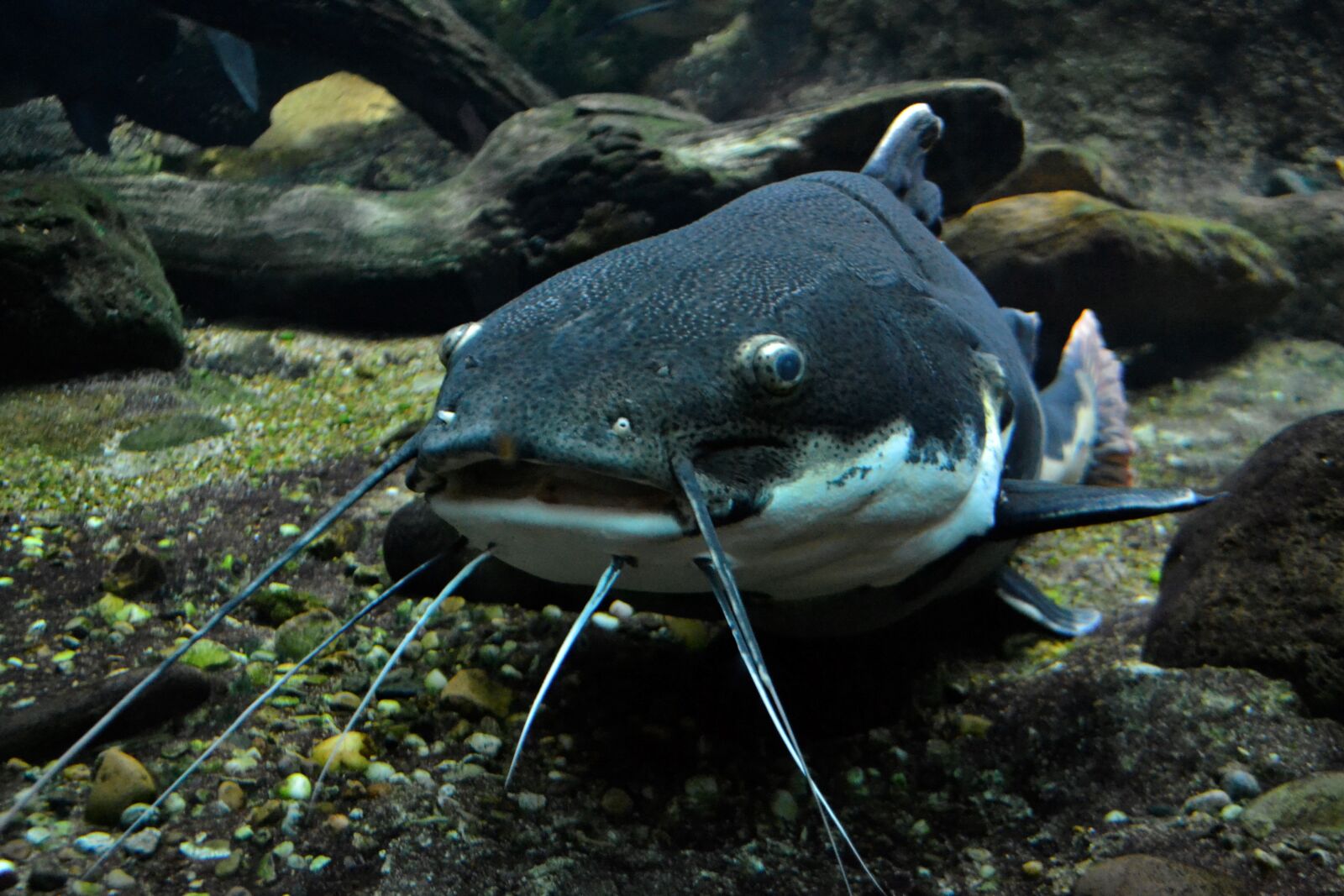 Nikon D3100 sample photo. Cat fish, amphibious, sea photography