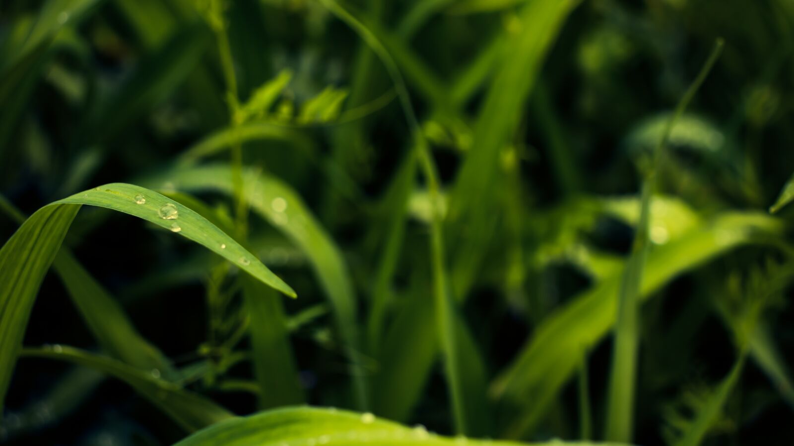 Canon EOS 800D (EOS Rebel T7i / EOS Kiss X9i) sample photo. Leaf, dew, trickle photography