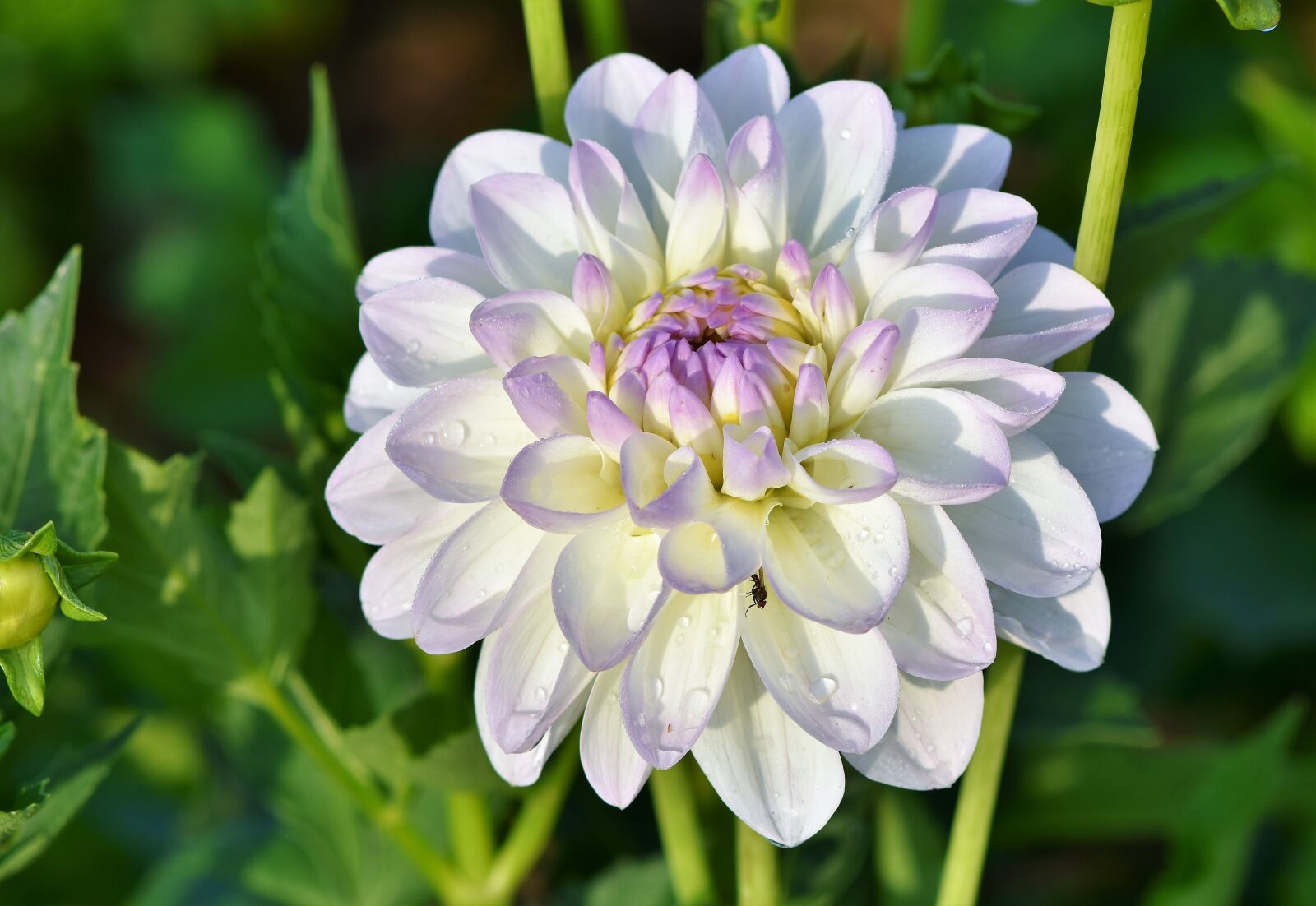 Nikon D7200 sample photo. Dahlia, dahlias bud, flower photography