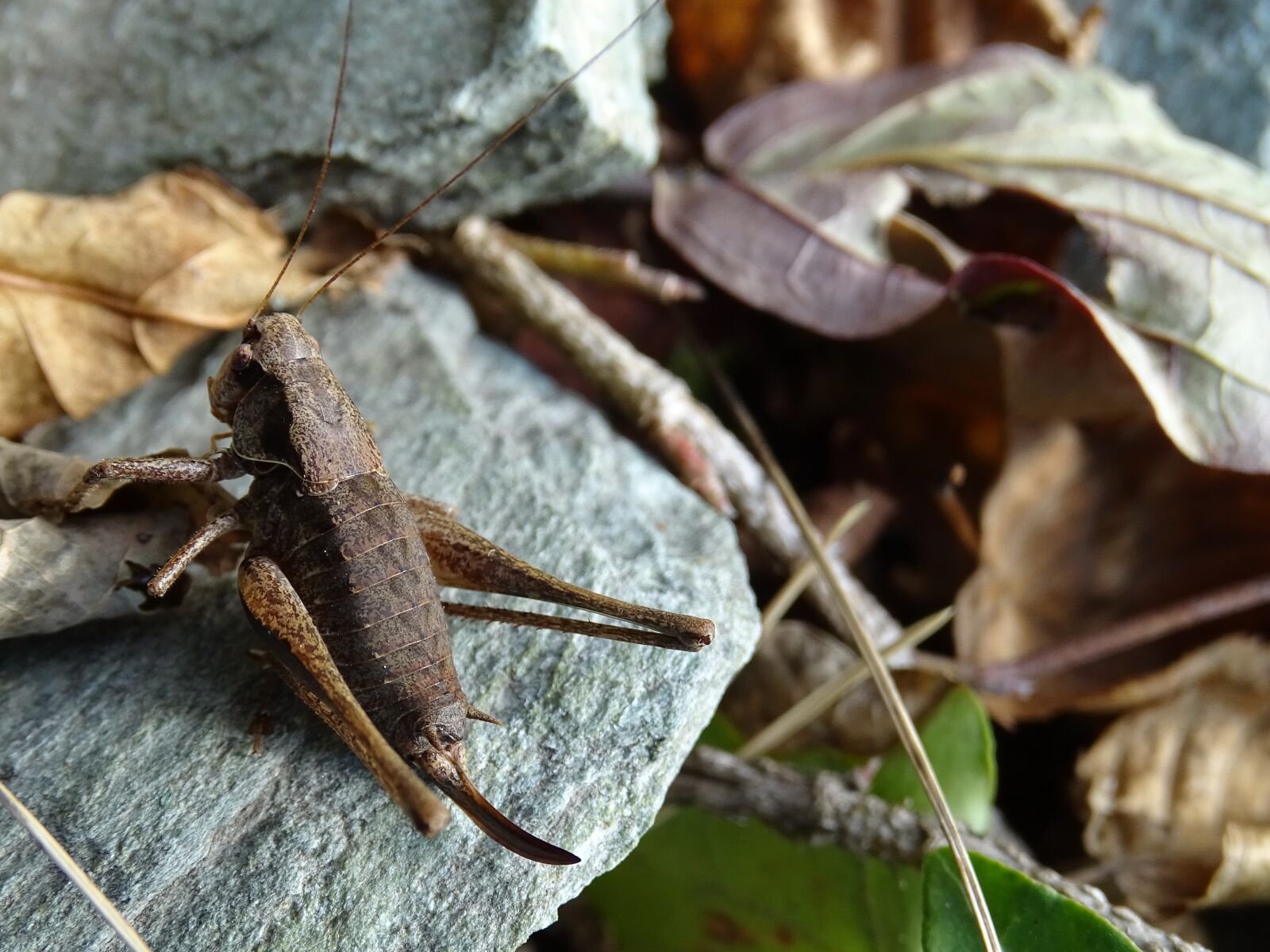 Sony Cyber-shot DSC-HX400V sample photo. Grasshopper, autumn, brown photography