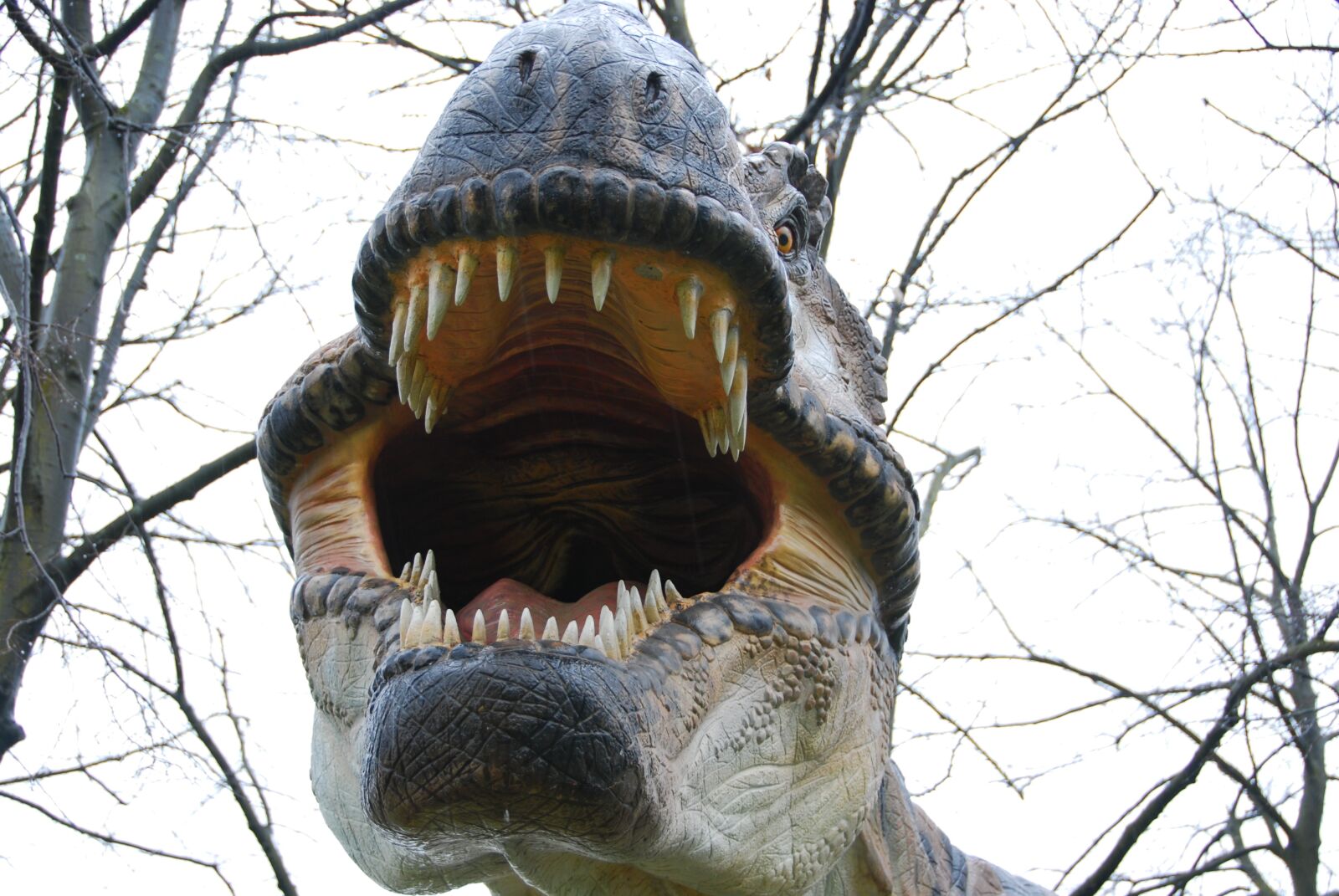 Nikon D80 sample photo. T-rex, dinosaur, teeth photography