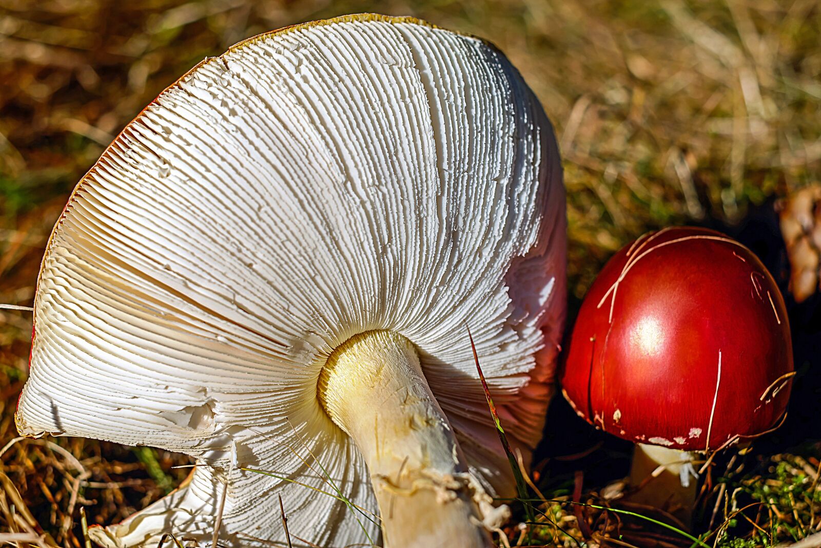 Fujifilm X-T10 + Fujifilm XF 35mm F1.4 R sample photo. Fly agaric, mushroom, toxic photography