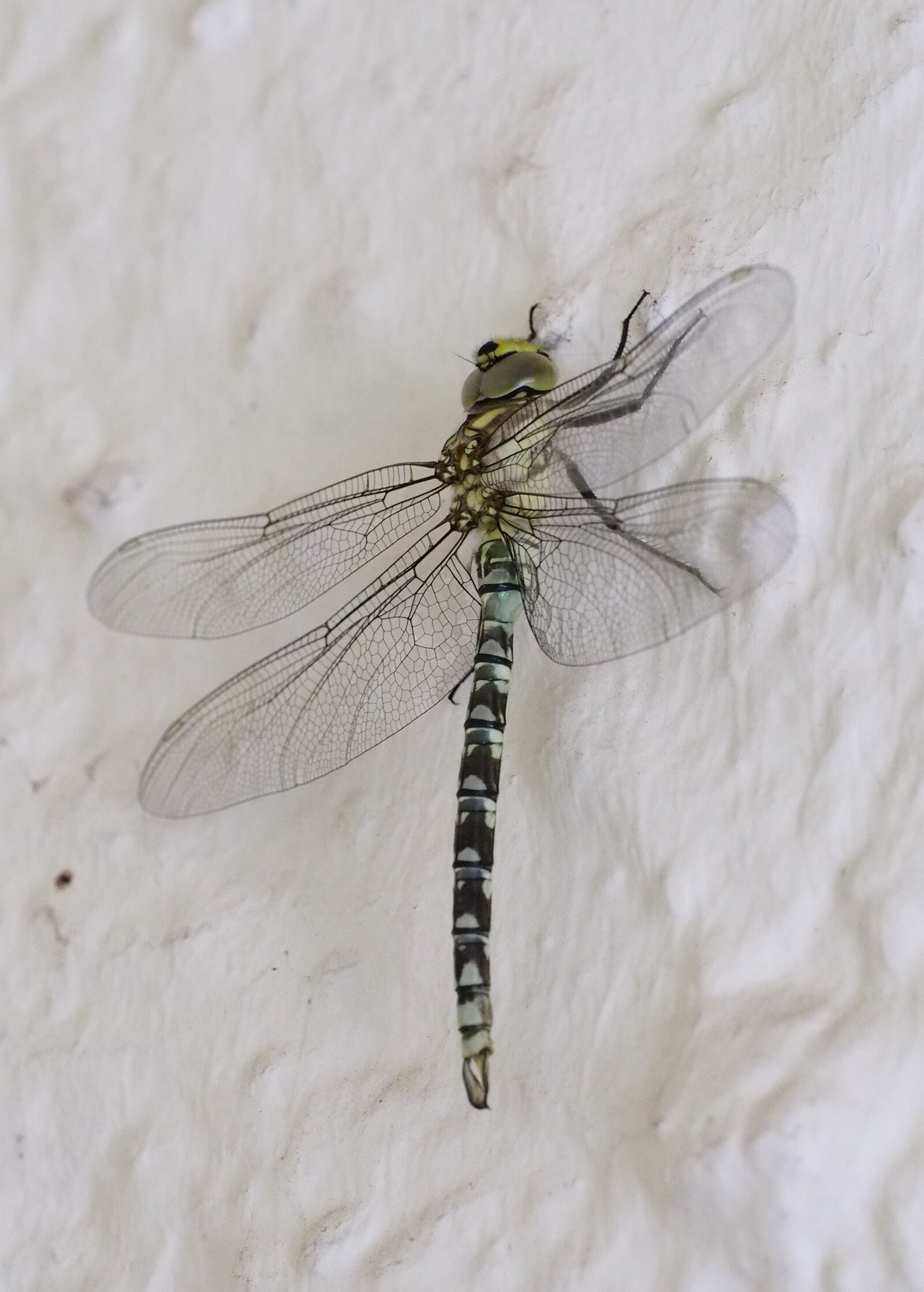 Olympus OM-D E-M5 II + Olympus M.Zuiko Digital ED 40-150mm F2.8 Pro sample photo. Dragonfly, insect, wing photography