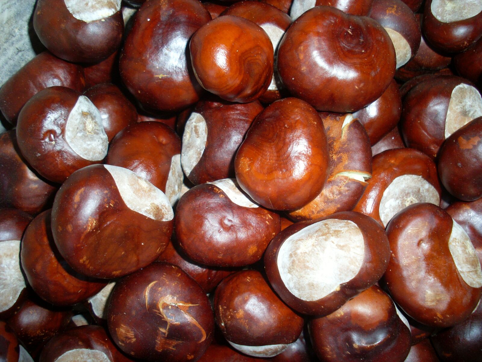 Samsung VLUU L730  / Samsung L730 sample photo. Chestnut, autumn, nuts photography