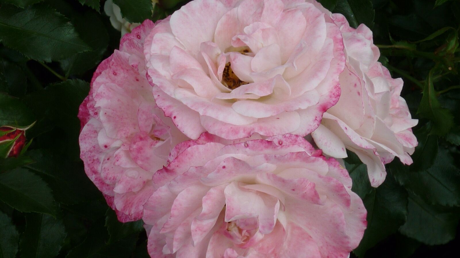 Panasonic Lumix DMC-FS6 sample photo. Rose, flower, white pink photography