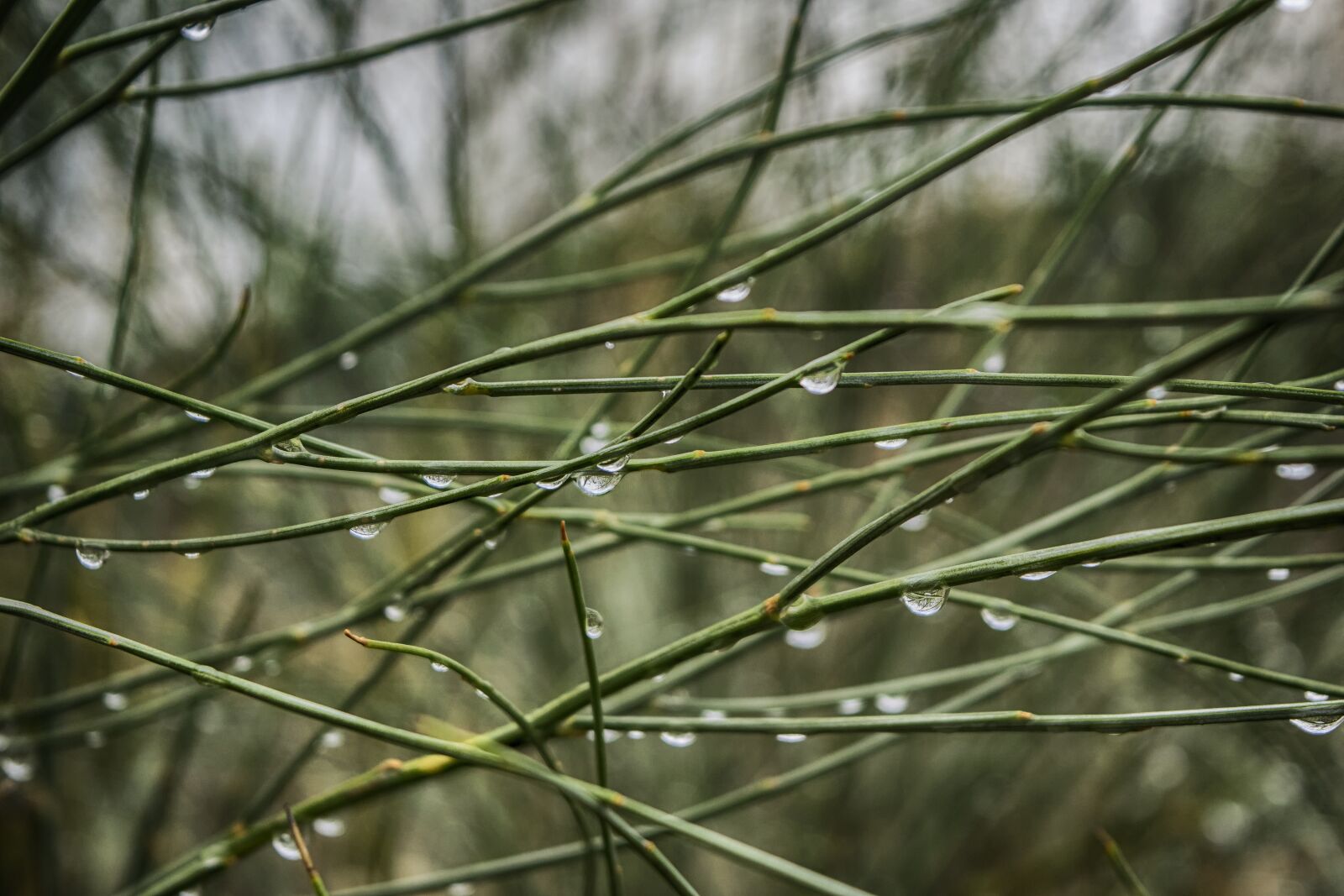 Nikon D3300 sample photo. Rain, drop, damp photography