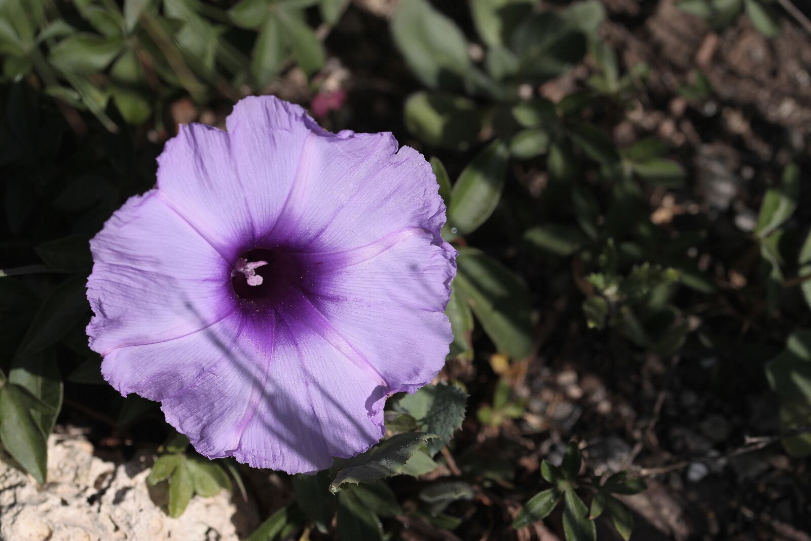 Canon EOS 500D (EOS Rebel T1i / EOS Kiss X3) sample photo. Flower, nature, plant photography