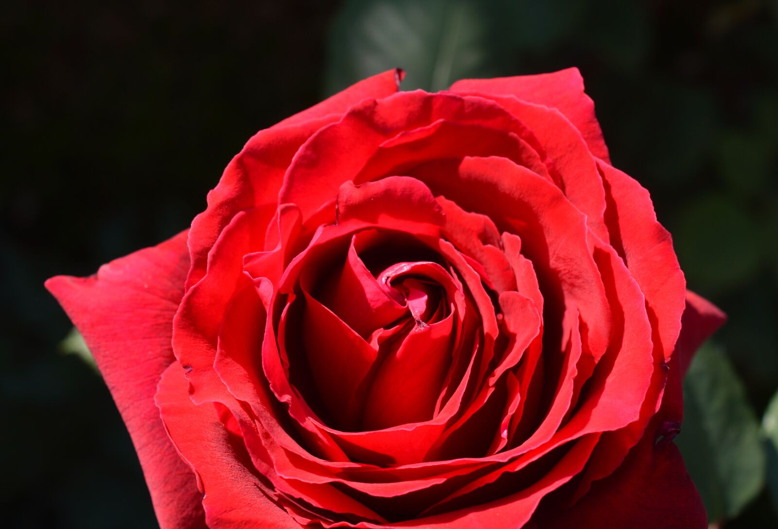 Nikon D3200 sample photo. Rose, red rose, blossom photography