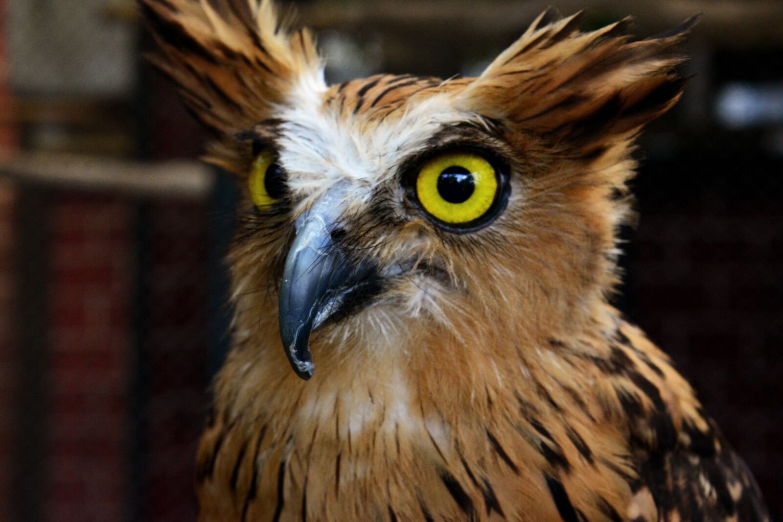 Nikon D5200 sample photo. Owl, bird, animal photography