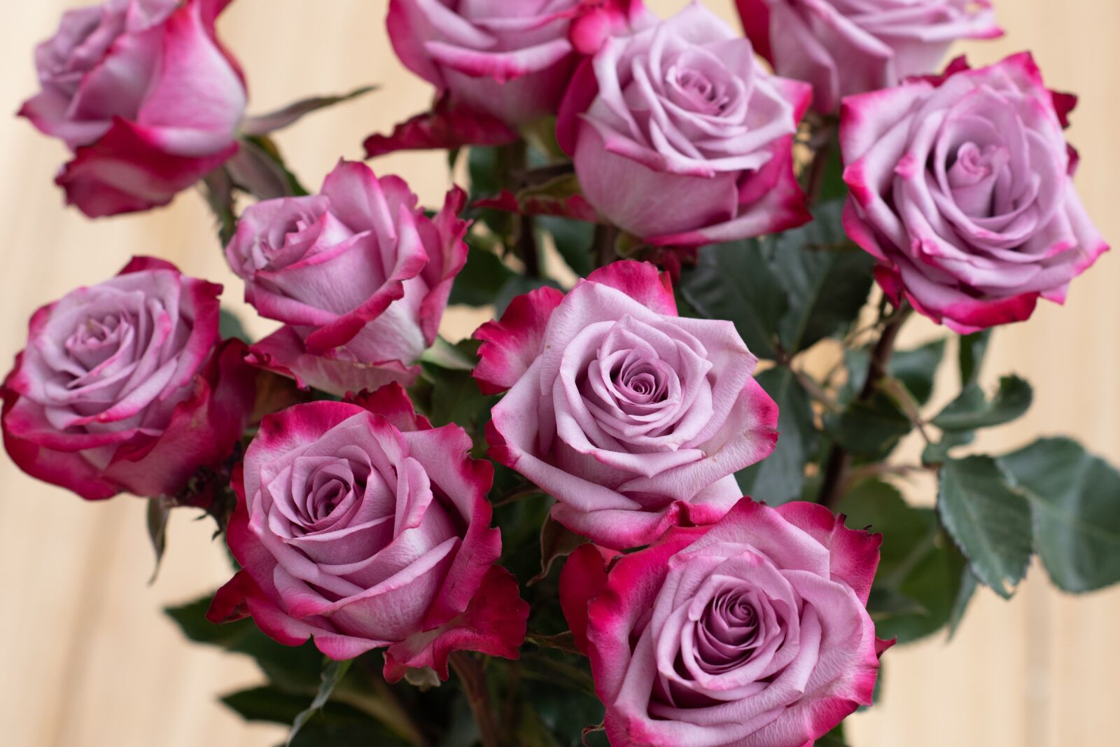Nikon D750 sample photo. Roses, flowers, bloom photography