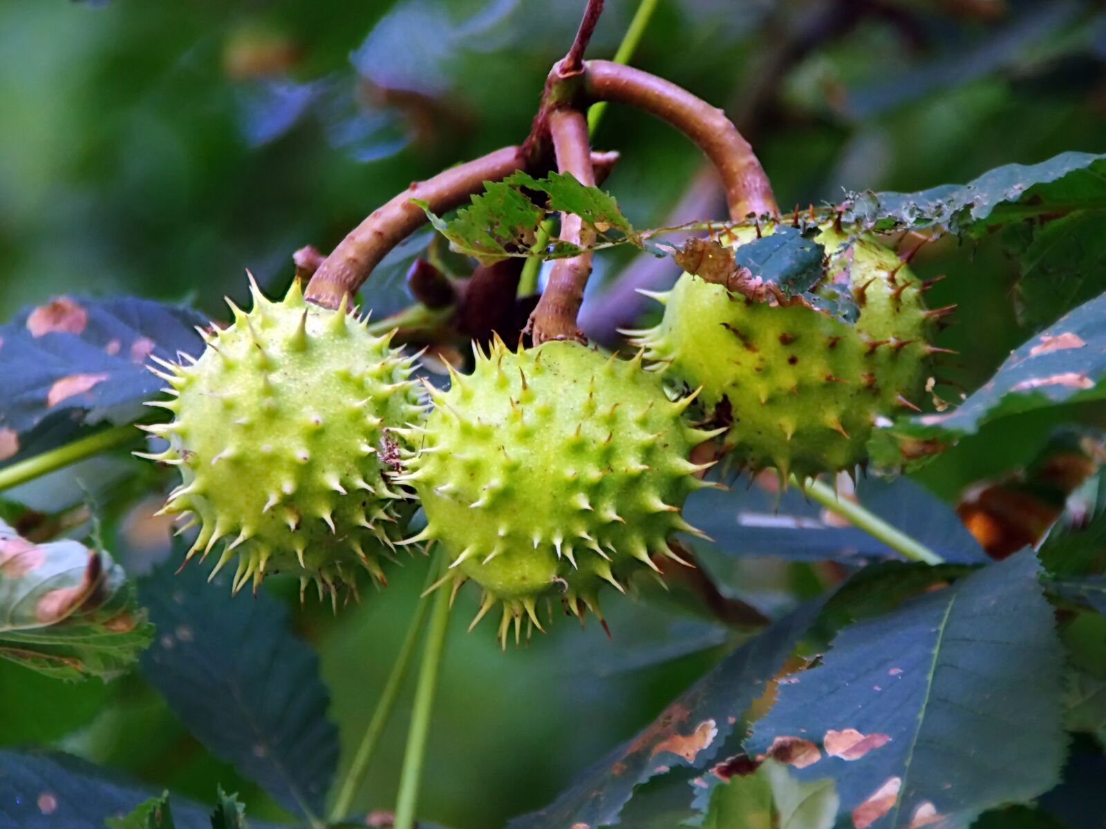 Pentax K-5 sample photo. Brown, bugs, seeds photography