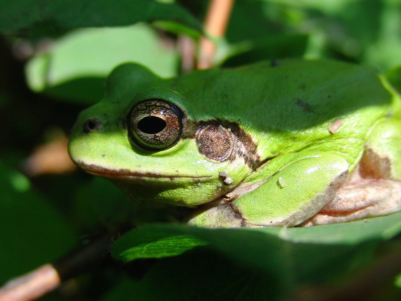 CASIO EX-FC100 sample photo. Far east tree frog photography