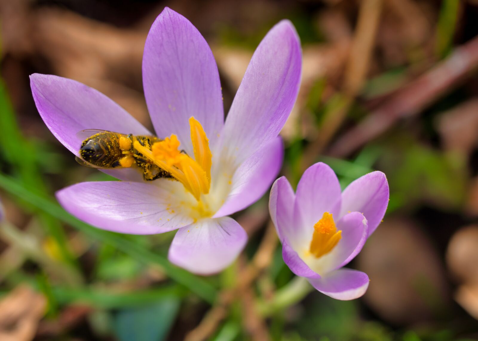 Sony E 30mm F3.5 Macro sample photo. Crocus, bees, honey bee photography