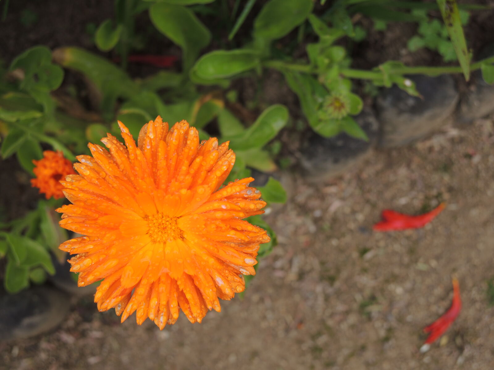 Nikon Coolpix P7800 sample photo. Colorful, flower, orange photography