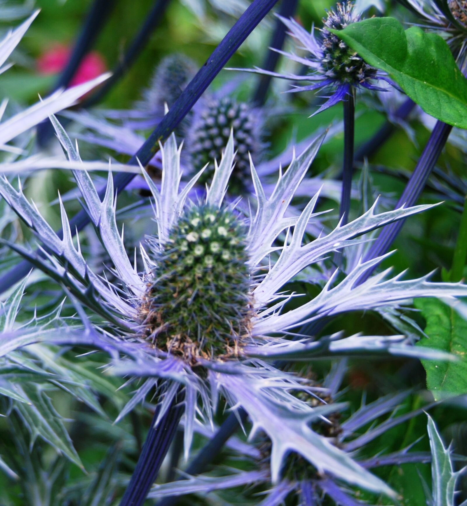 Nikon D40X sample photo. Thistle, blue, silver photography