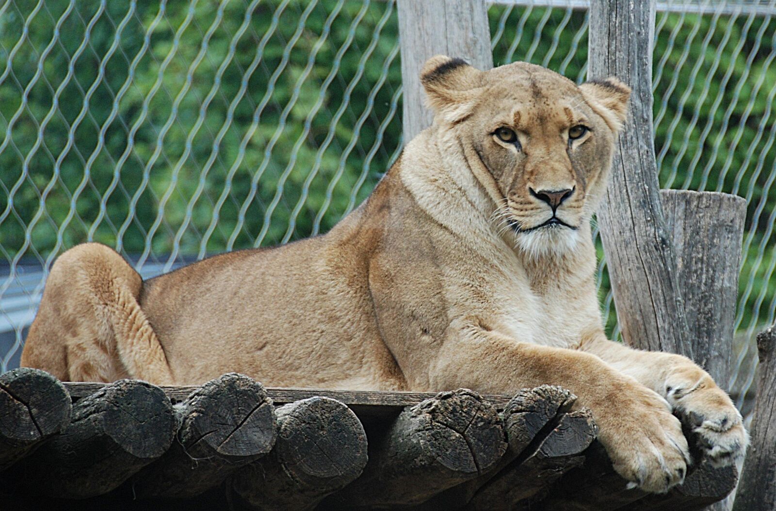 Nikon D80 sample photo. Lion, enclosure, lying photography