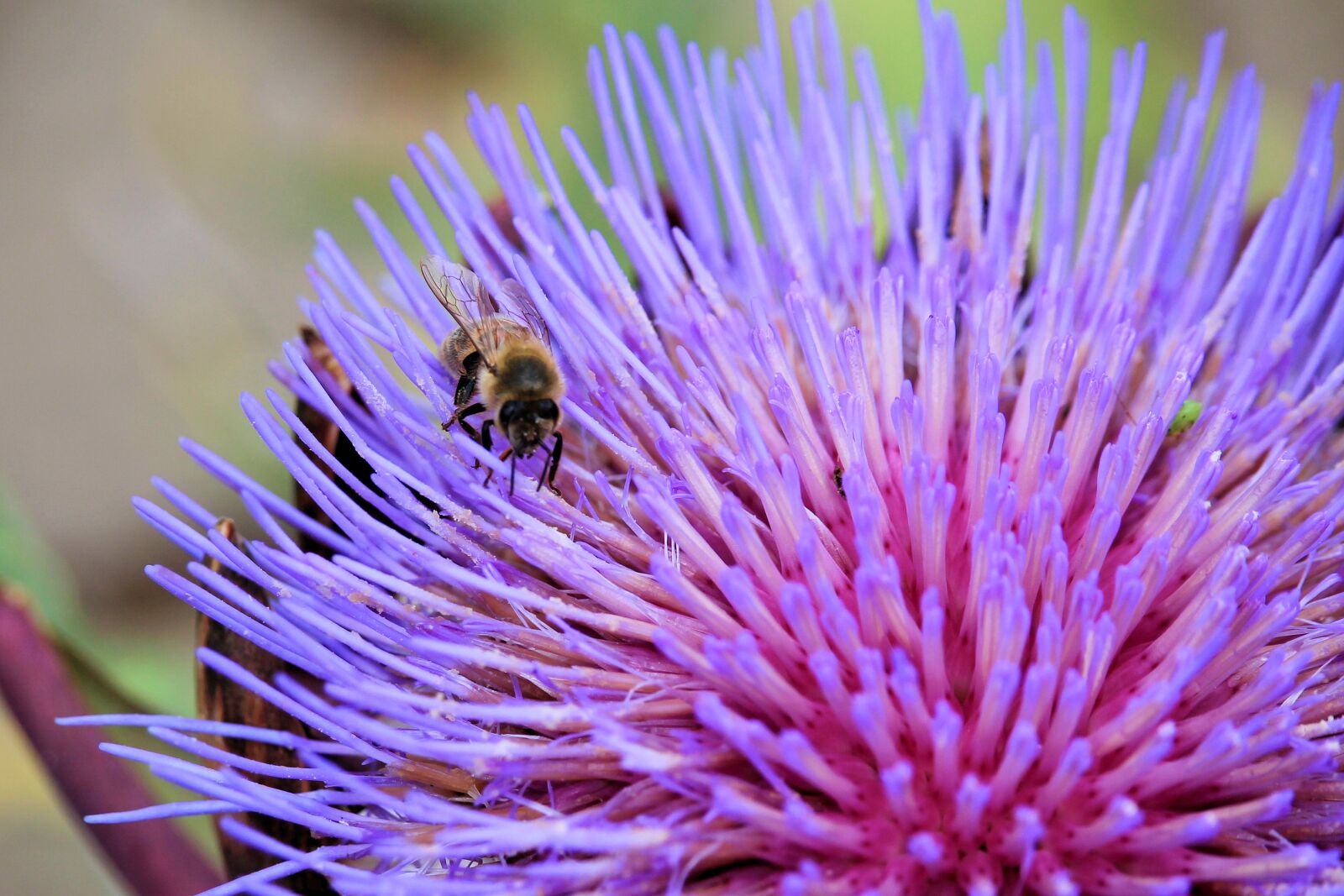 Canon EF-S 55-250mm F4-5.6 IS STM sample photo. Artichokenblüte, insect, bee photography