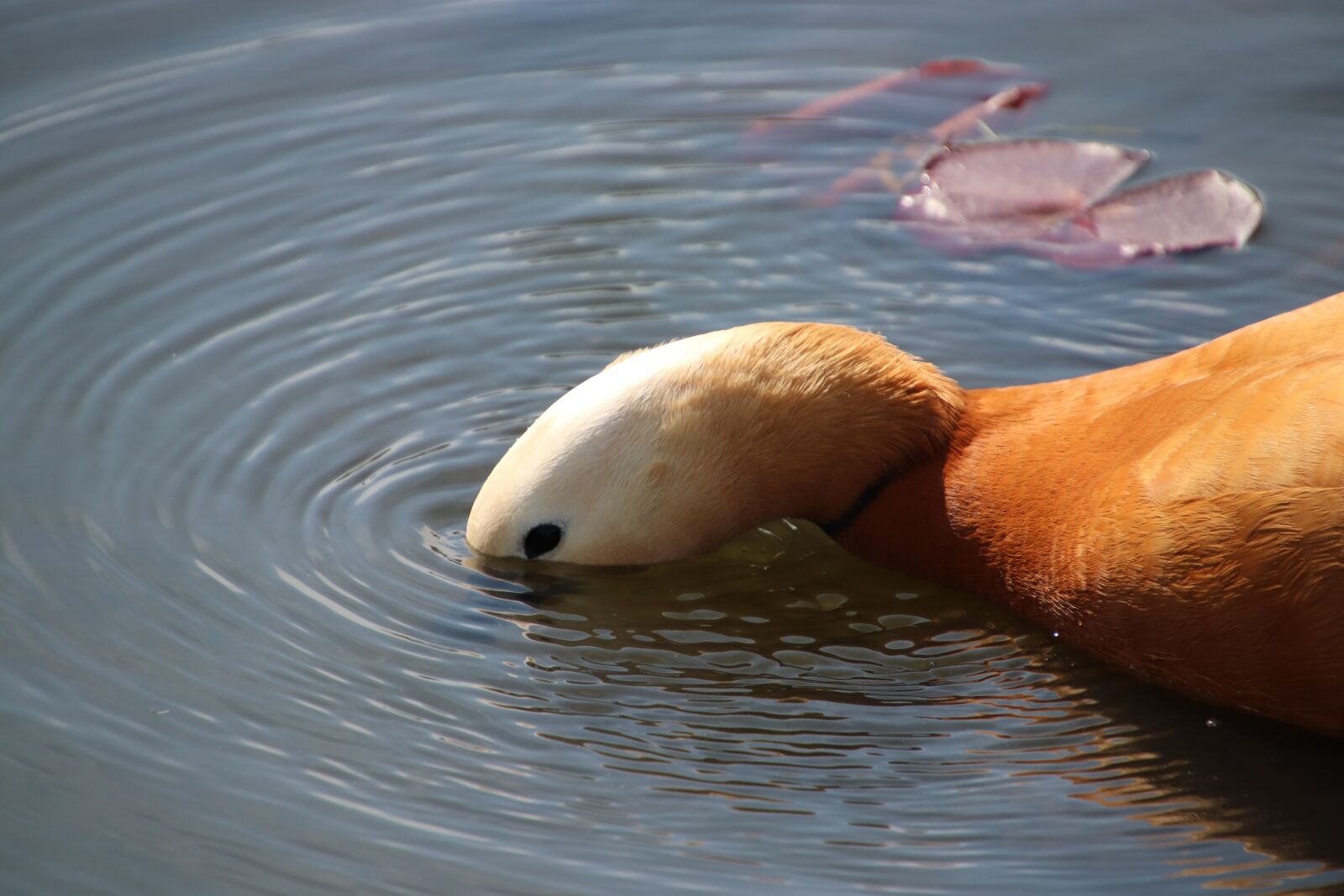 Canon EOS 800D (EOS Rebel T7i / EOS Kiss X9i) sample photo. Mandarin duck, neck, round photography