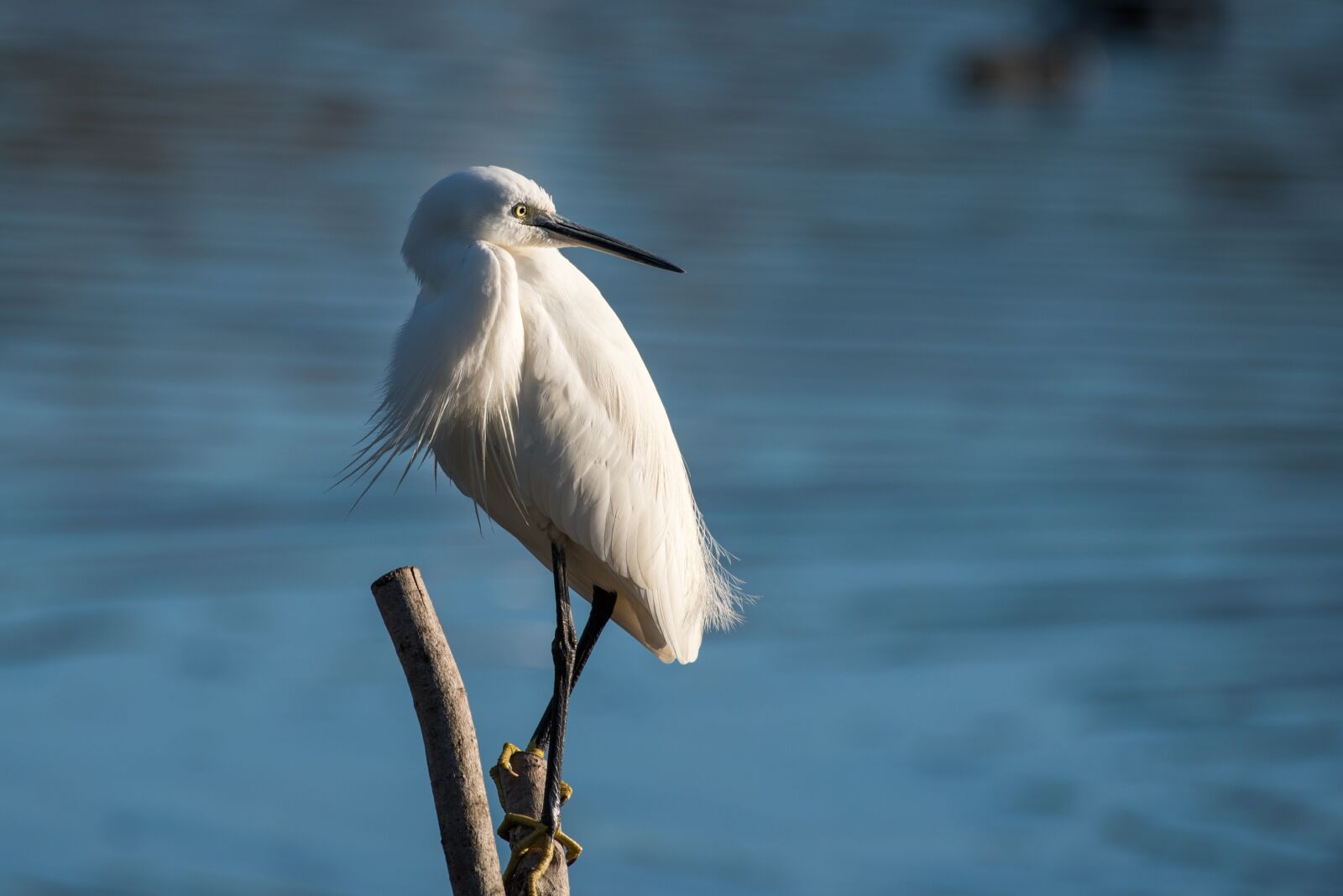 Nikon D750 sample photo. Birds, heron, ebro photography