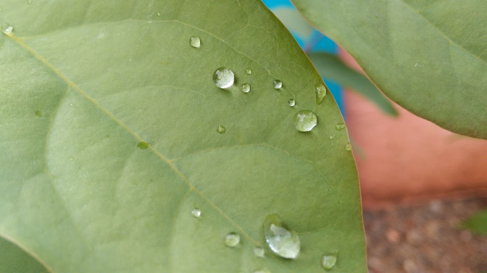 Xiaomi Redmi 8A Dual sample photo. Rain drop, images, mobile photography