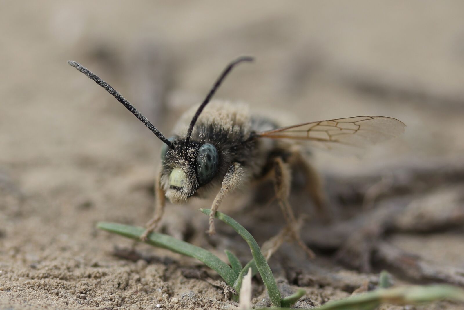 Canon EF-S 60mm F2.8 Macro USM sample photo. Bee, wild, insecta photography