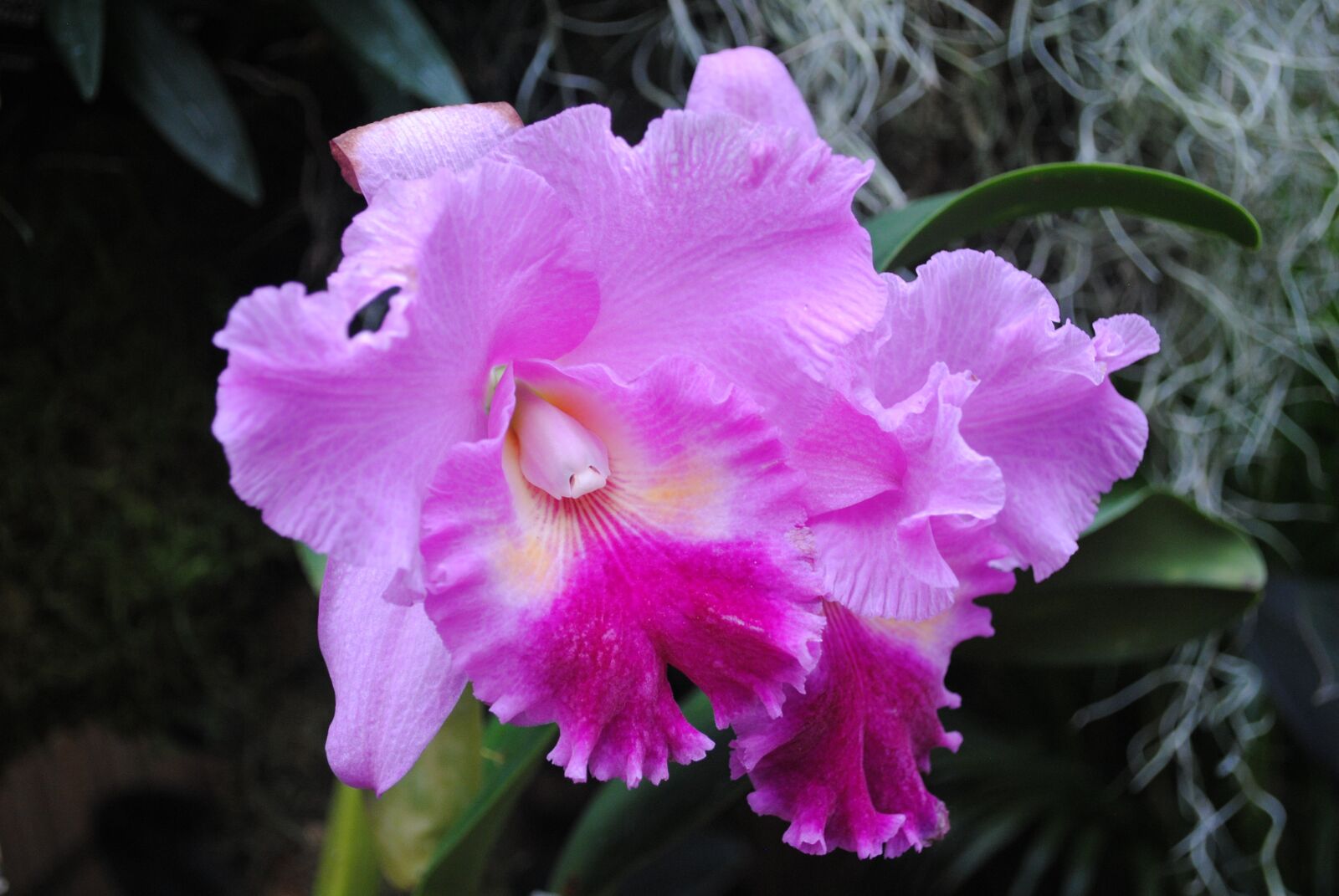 Nikon D3000 sample photo. Flower, iris, blossom photography