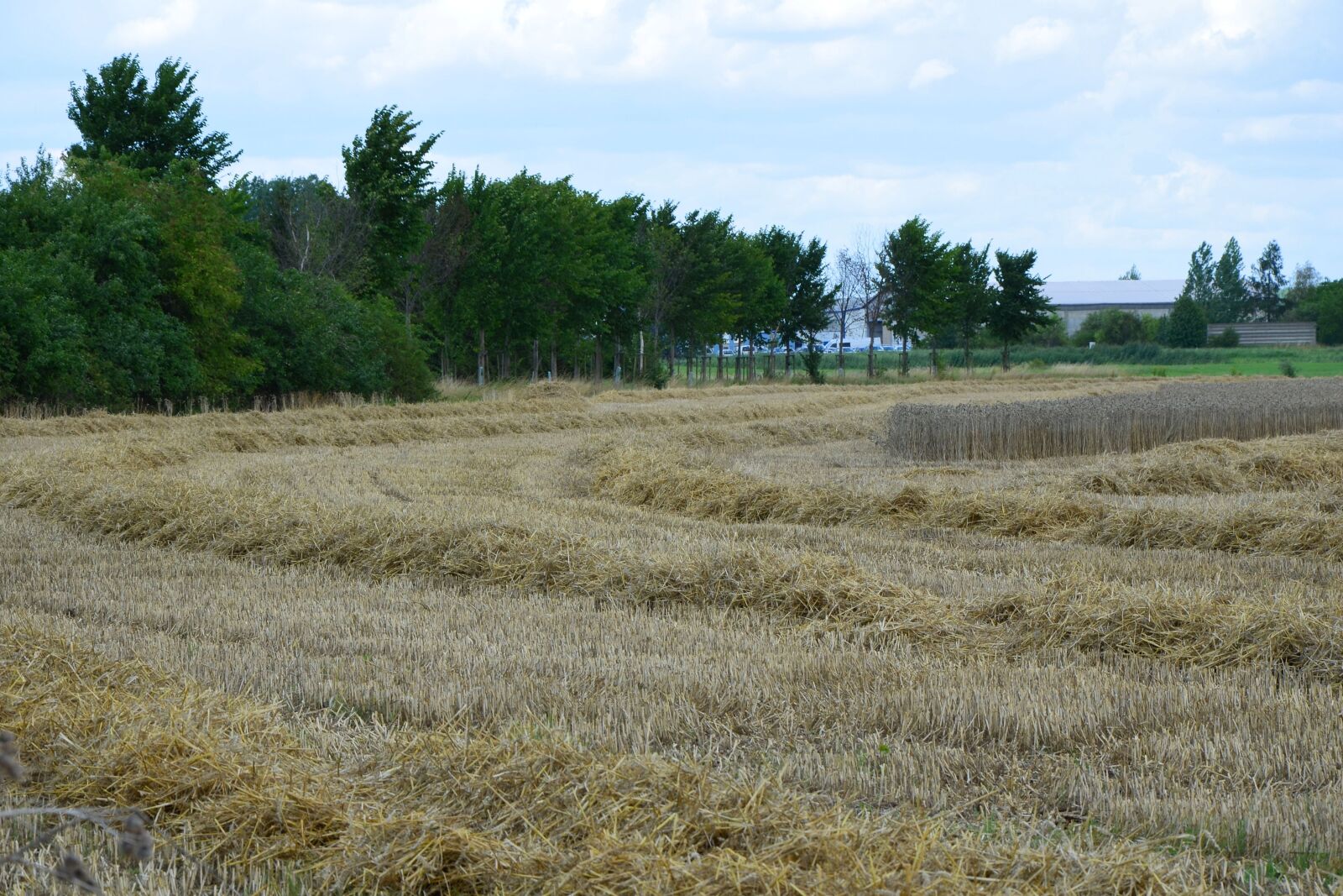 Nikon D5100 sample photo. Harvest, grain harvest, agriculture photography