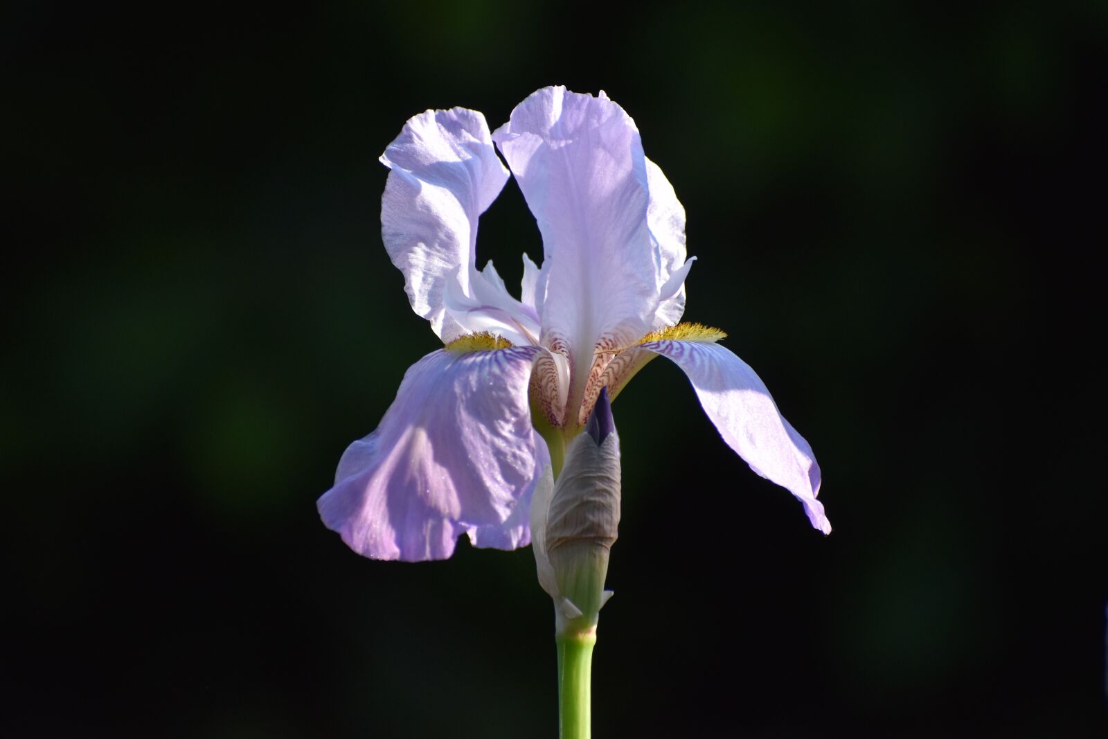 Nikon D3500 sample photo. Iris, lily, lilies photography