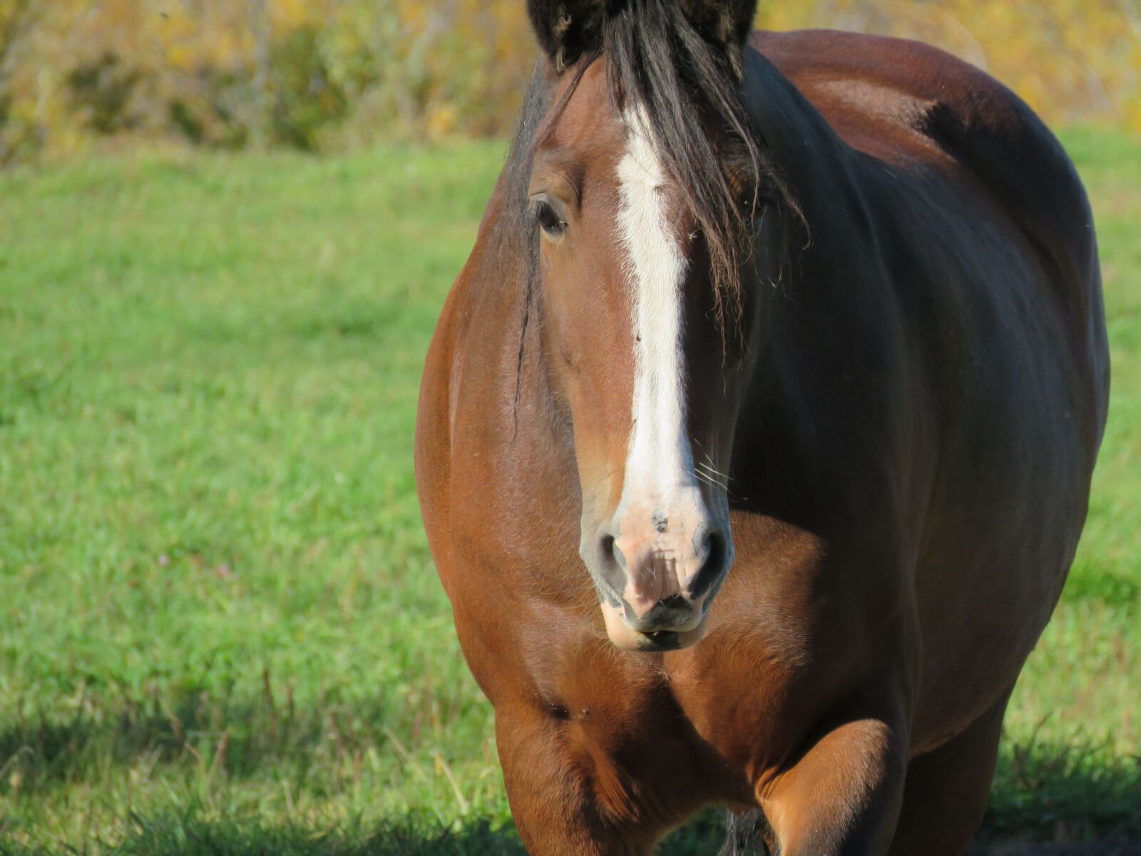Canon PowerShot SX60 HS sample photo. Horse, animal, mammal photography