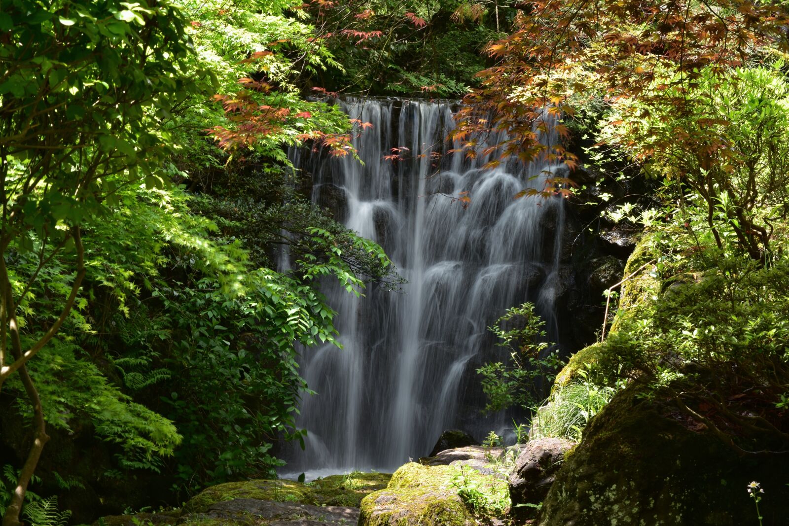 Nikon D7200 sample photo. Natural, landscape, forest photography
