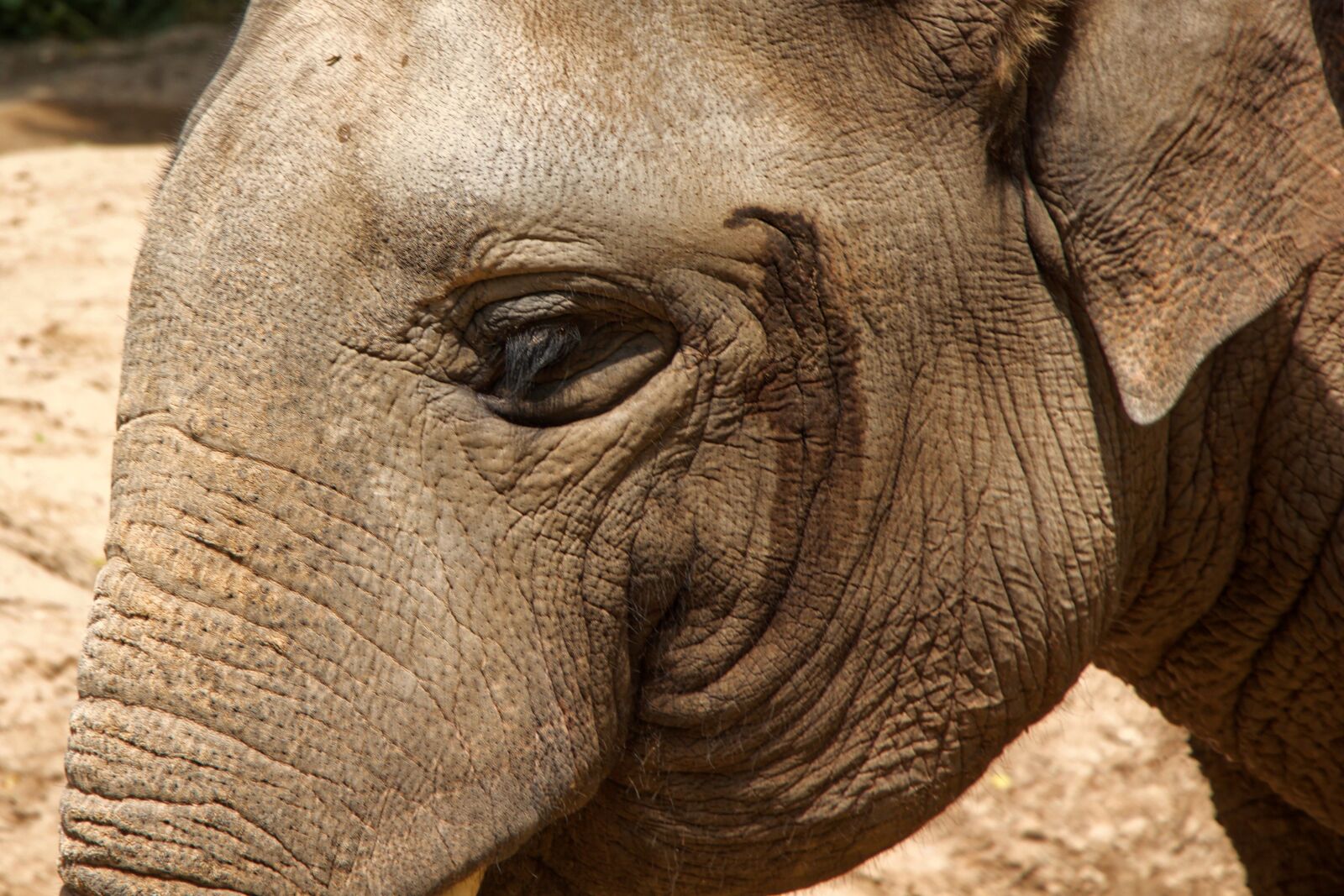 Canon EOS 550D (EOS Rebel T2i / EOS Kiss X4) sample photo. Elephant, zoo, eye photography
