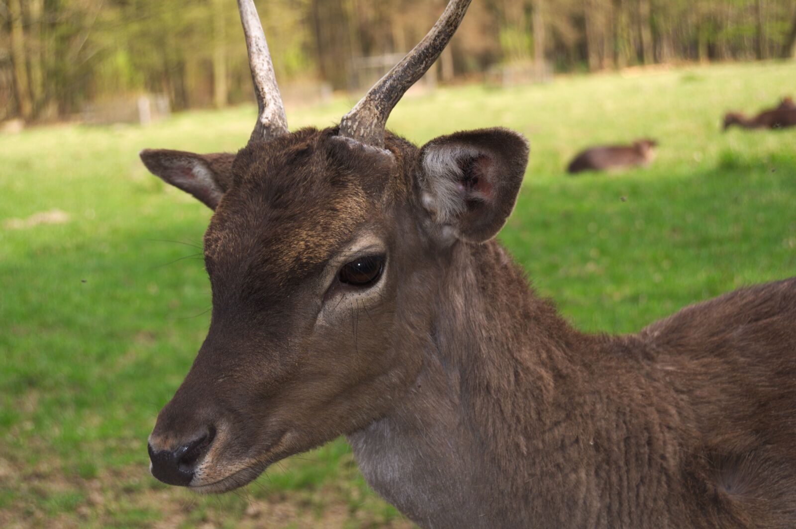 Nikon D5000 sample photo. Roe deer, wild, eye photography
