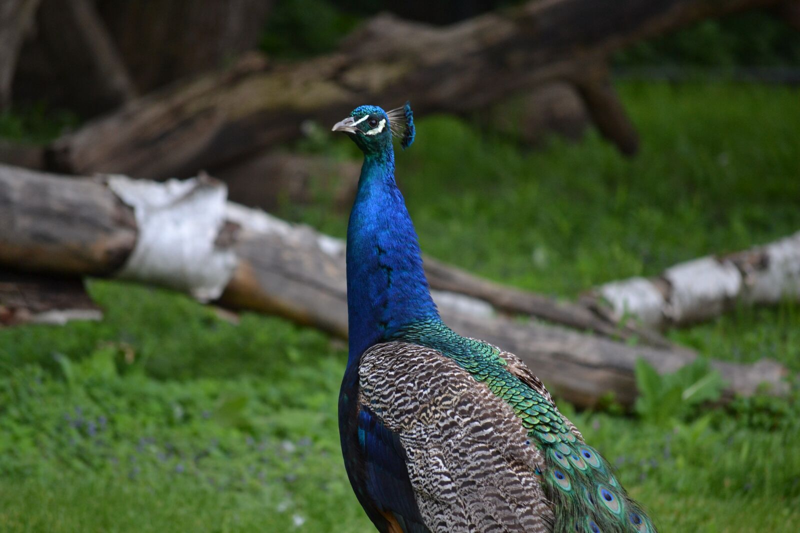 Nikon D3100 sample photo. Peacock, bird, wildlife photography