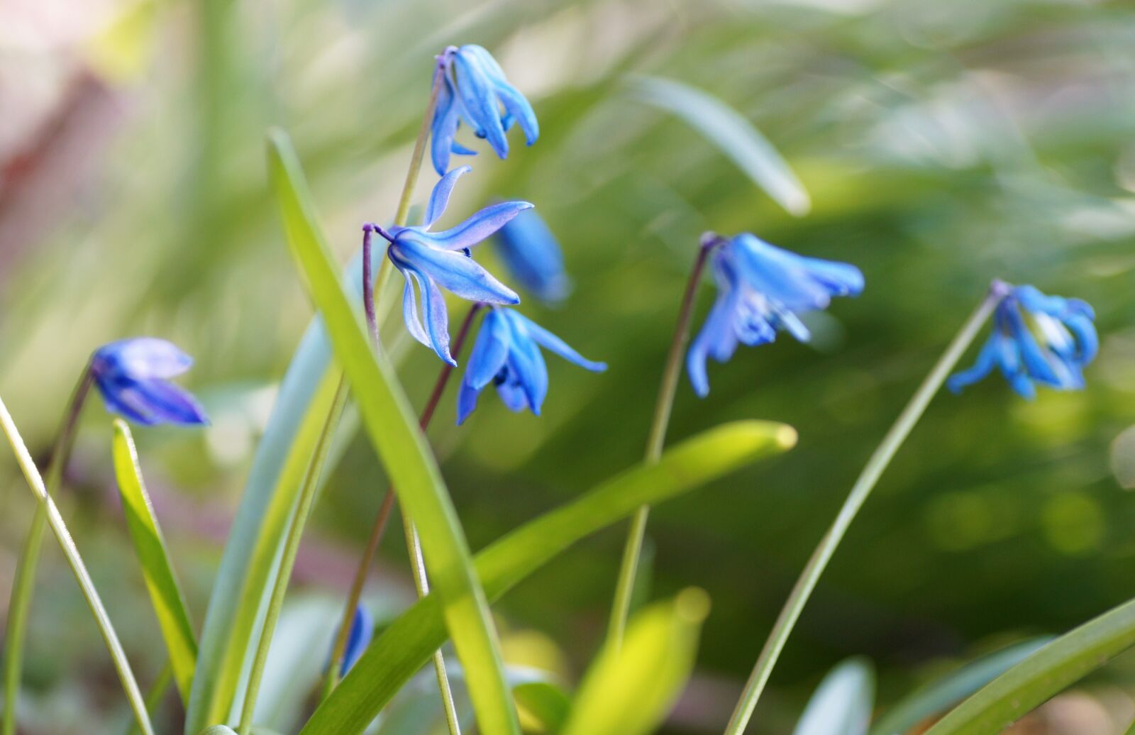 Sony SLT-A58 sample photo. Ladoňka, blue, spring photography