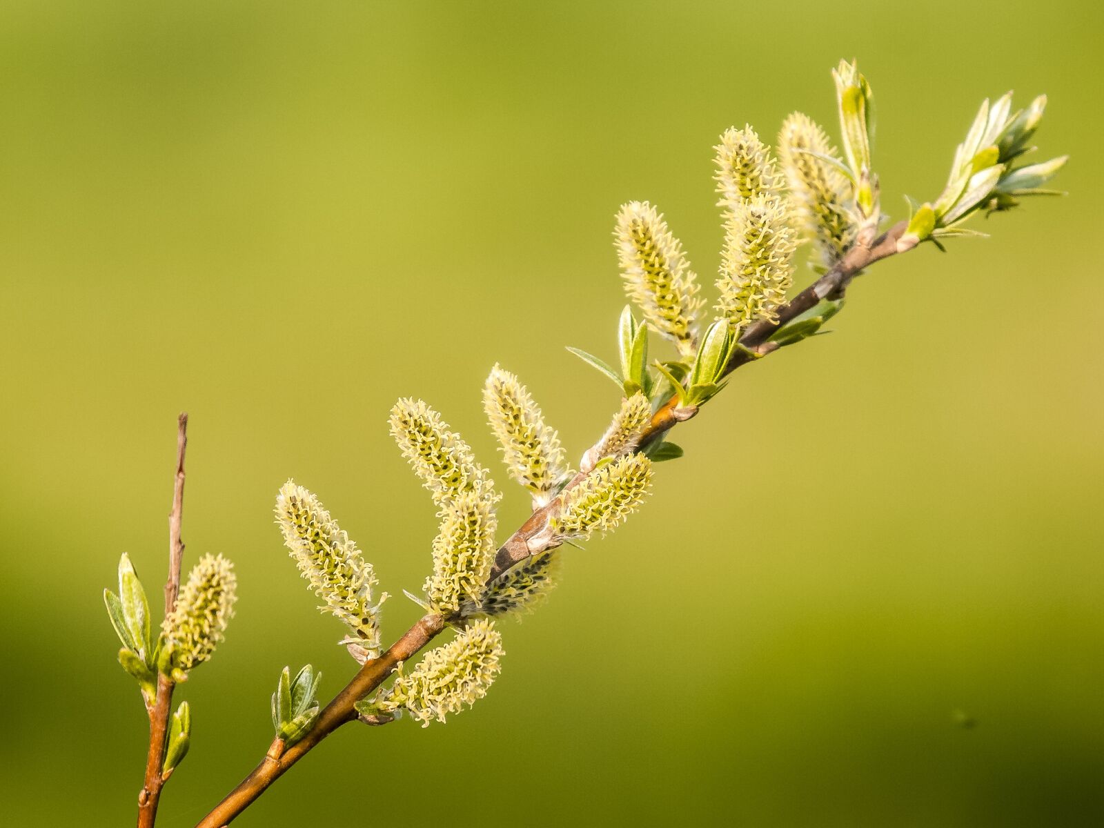 Olympus E-3 sample photo. Pasture, blossom, bloom photography