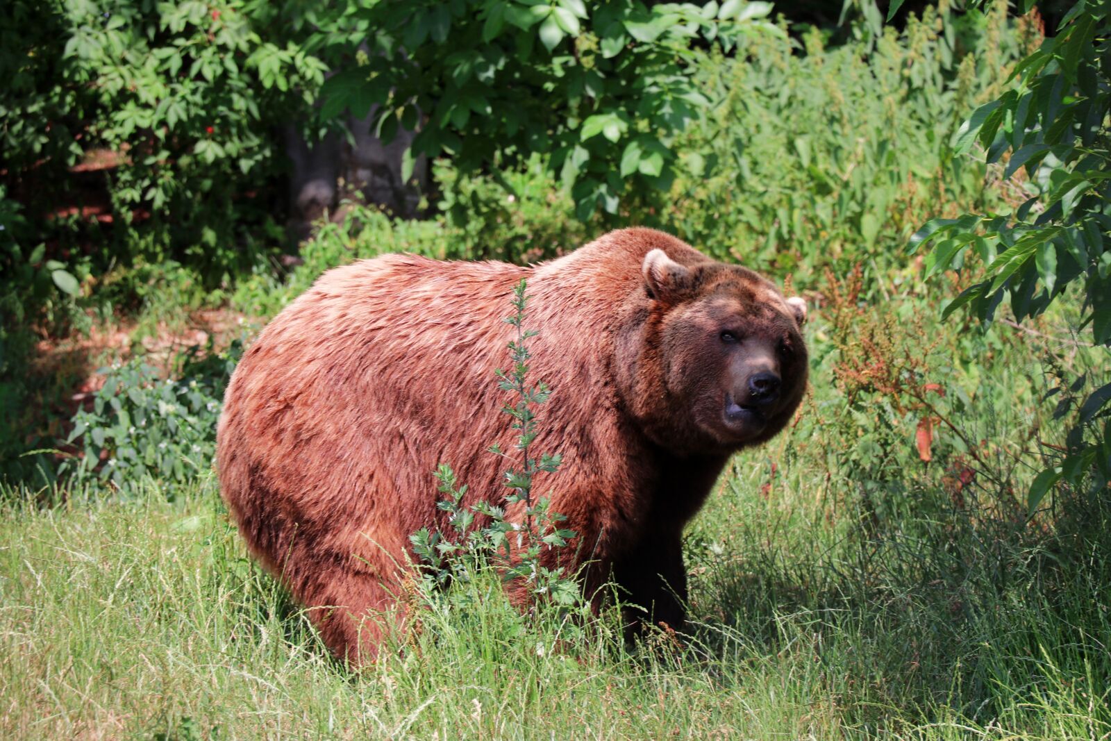 Canon EOS 80D sample photo. Bear, nature, brown bear photography