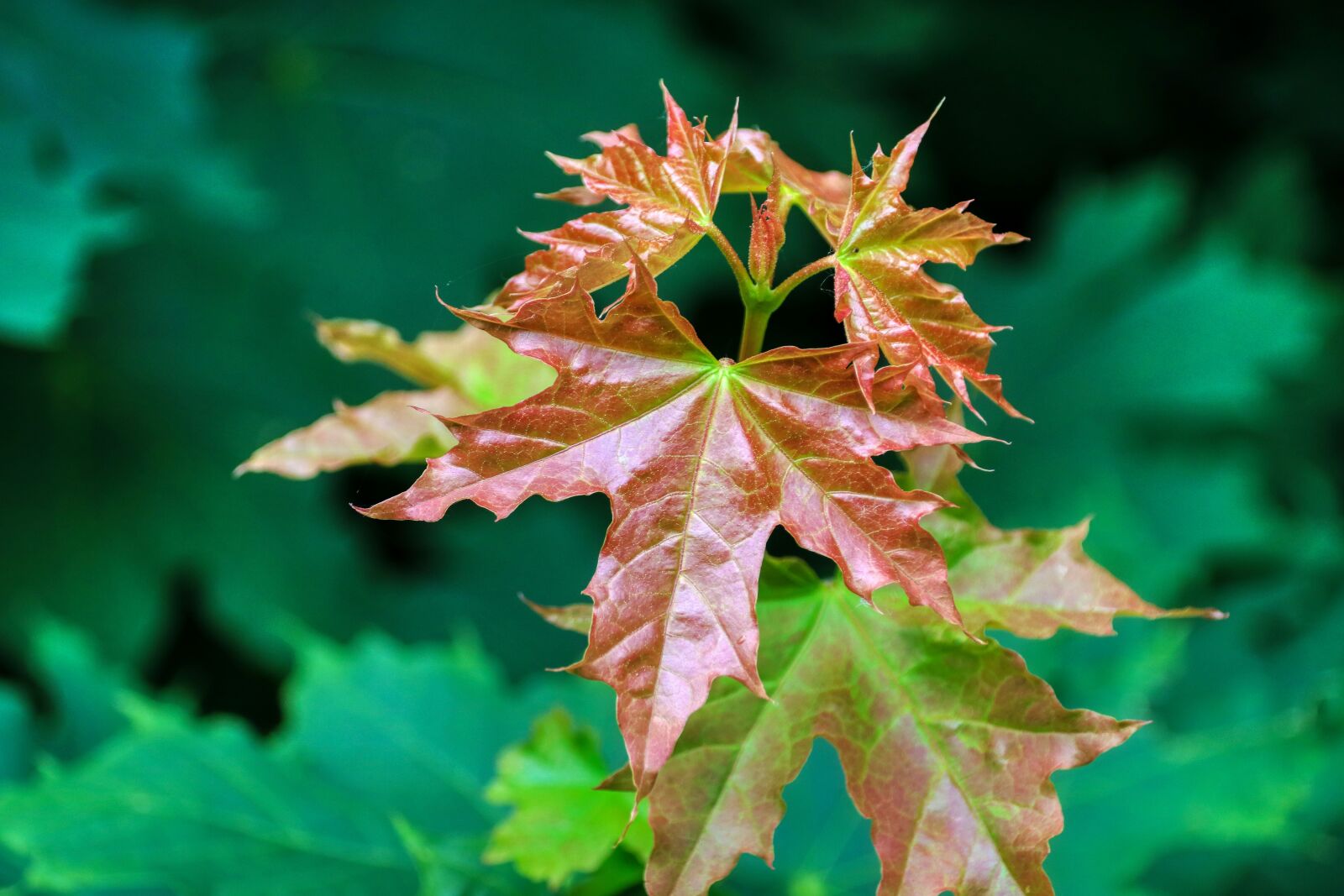 Canon EOS 80D sample photo. Leaf, maple, nature photography