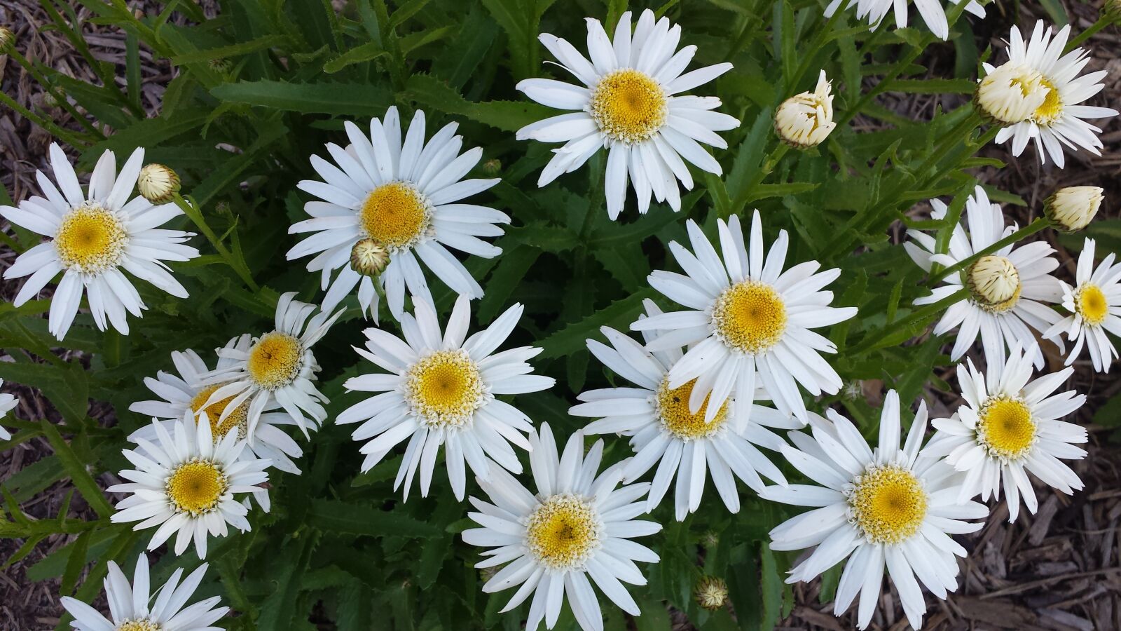 Samsung Galaxy S4 sample photo. Leaves, plant, texture photography