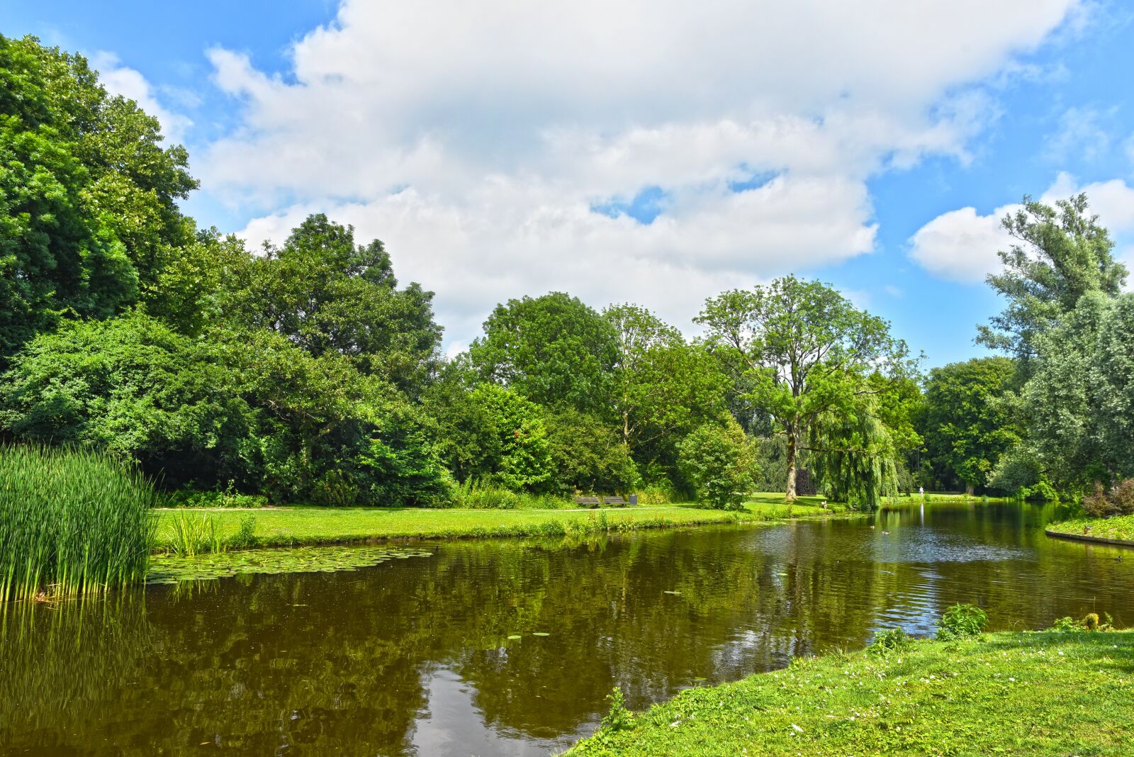 Nikon D750 sample photo. Water, pond, trees photography