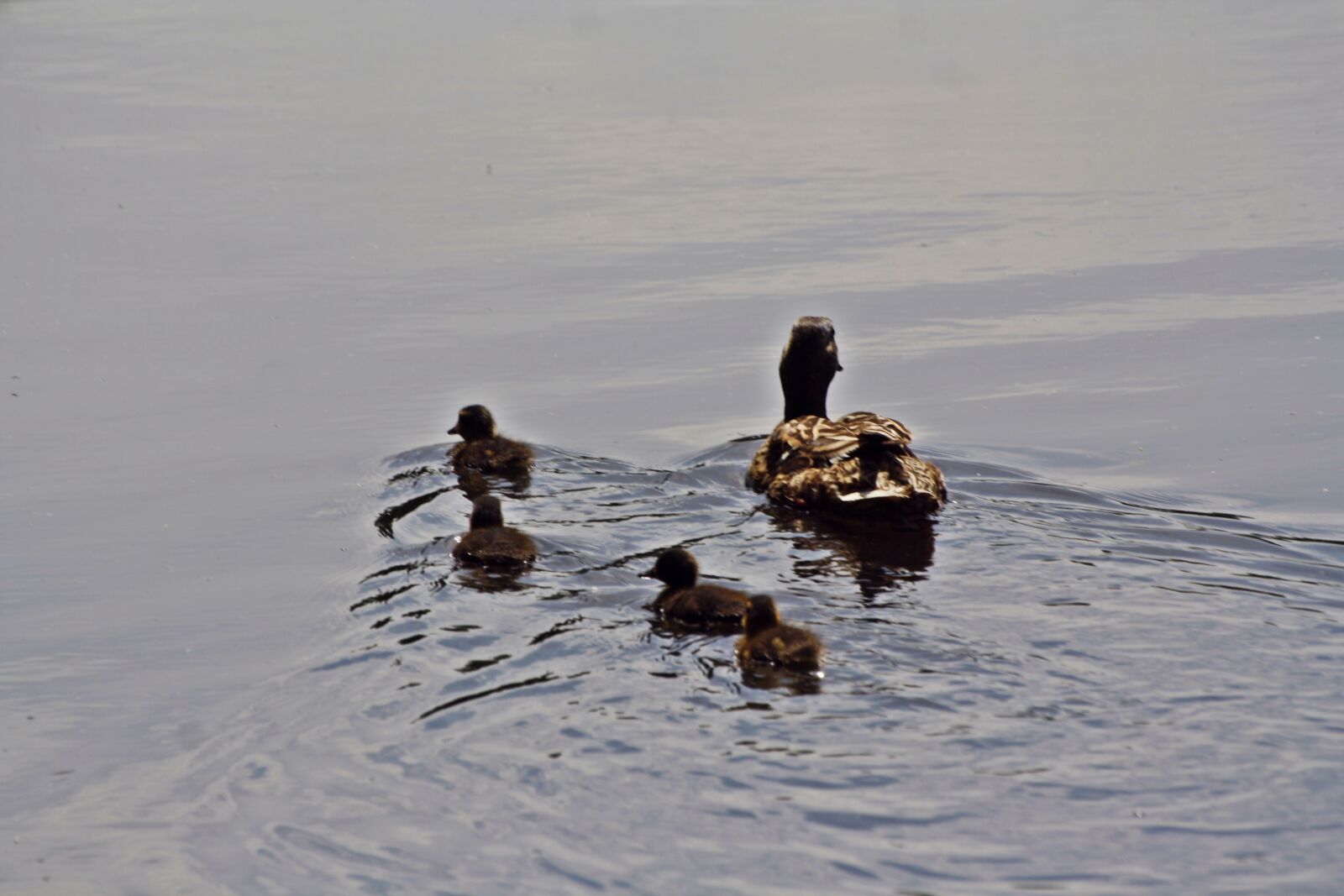 Canon EOS 1000D (EOS Digital Rebel XS / EOS Kiss F) sample photo. Duck family, more, walk photography