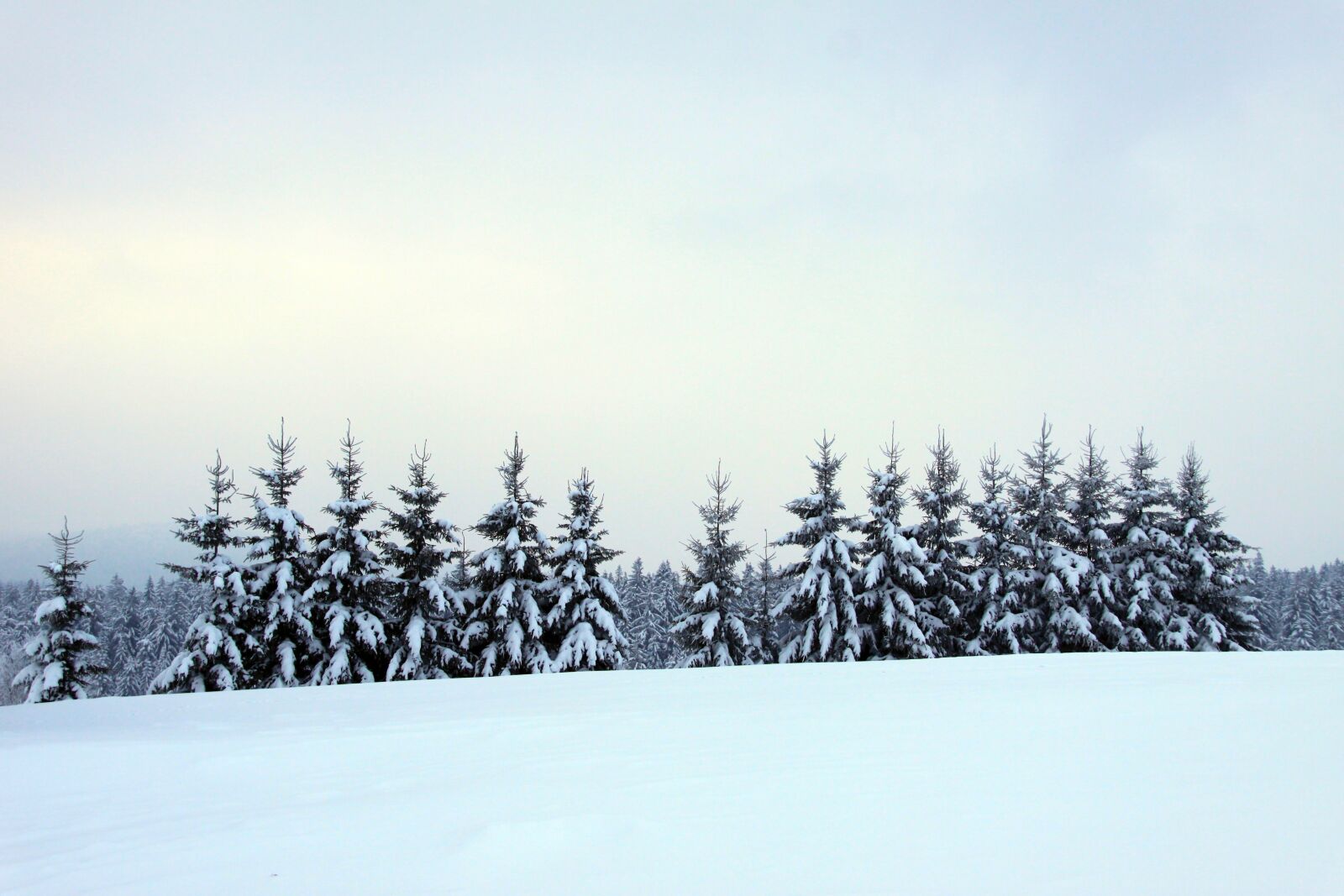 Canon EOS 50D sample photo. Bavarian forest, winter, forest photography