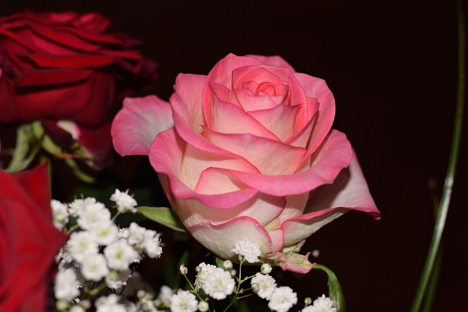 Nikon D3300 sample photo. Rose, blossom, bloom photography