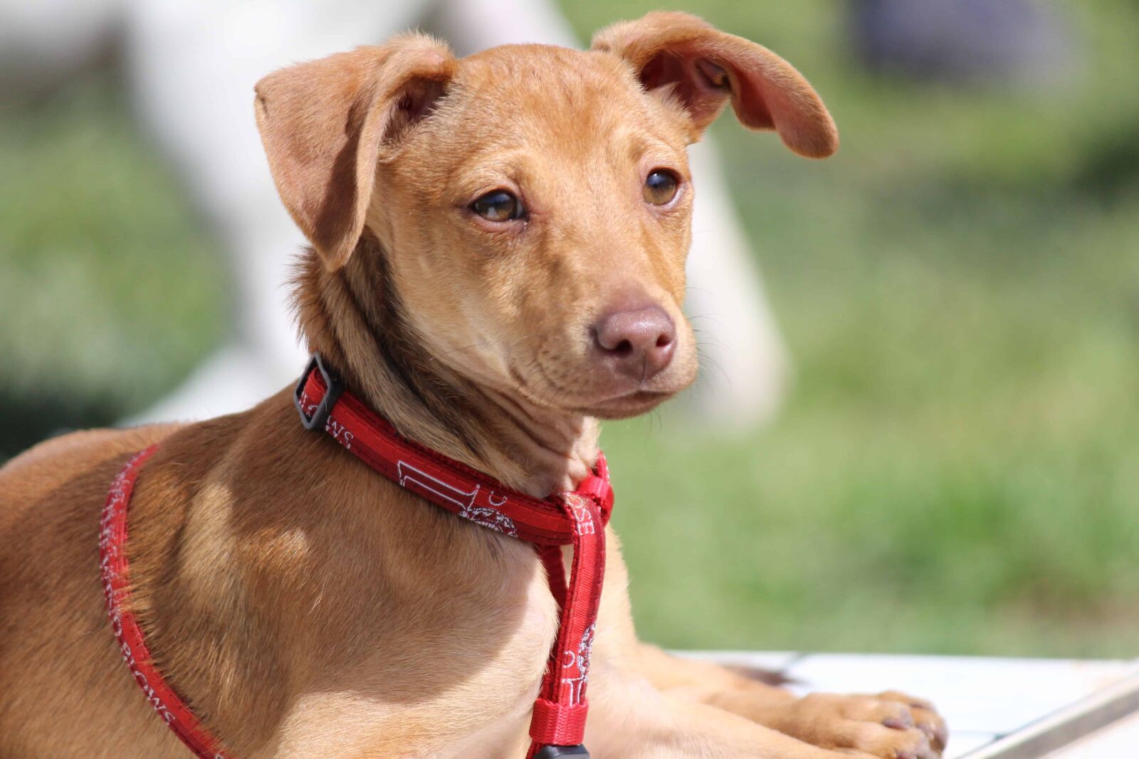 Canon EF-S 55-250mm F4-5.6 IS II sample photo. Brown dog, red leash photography