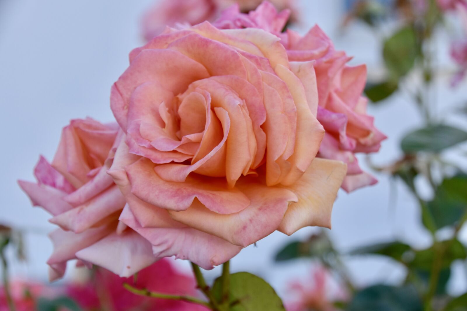 Nikon D5600 sample photo. Flower, roses, rosebuds photography