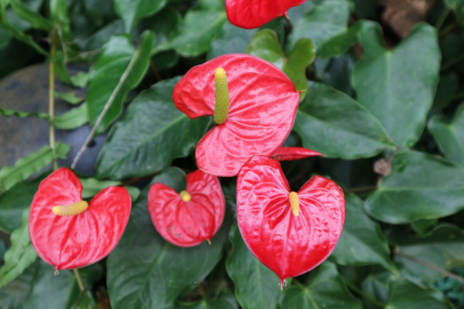 Canon EOS M10 sample photo. Plant, ornamental, kind of photography