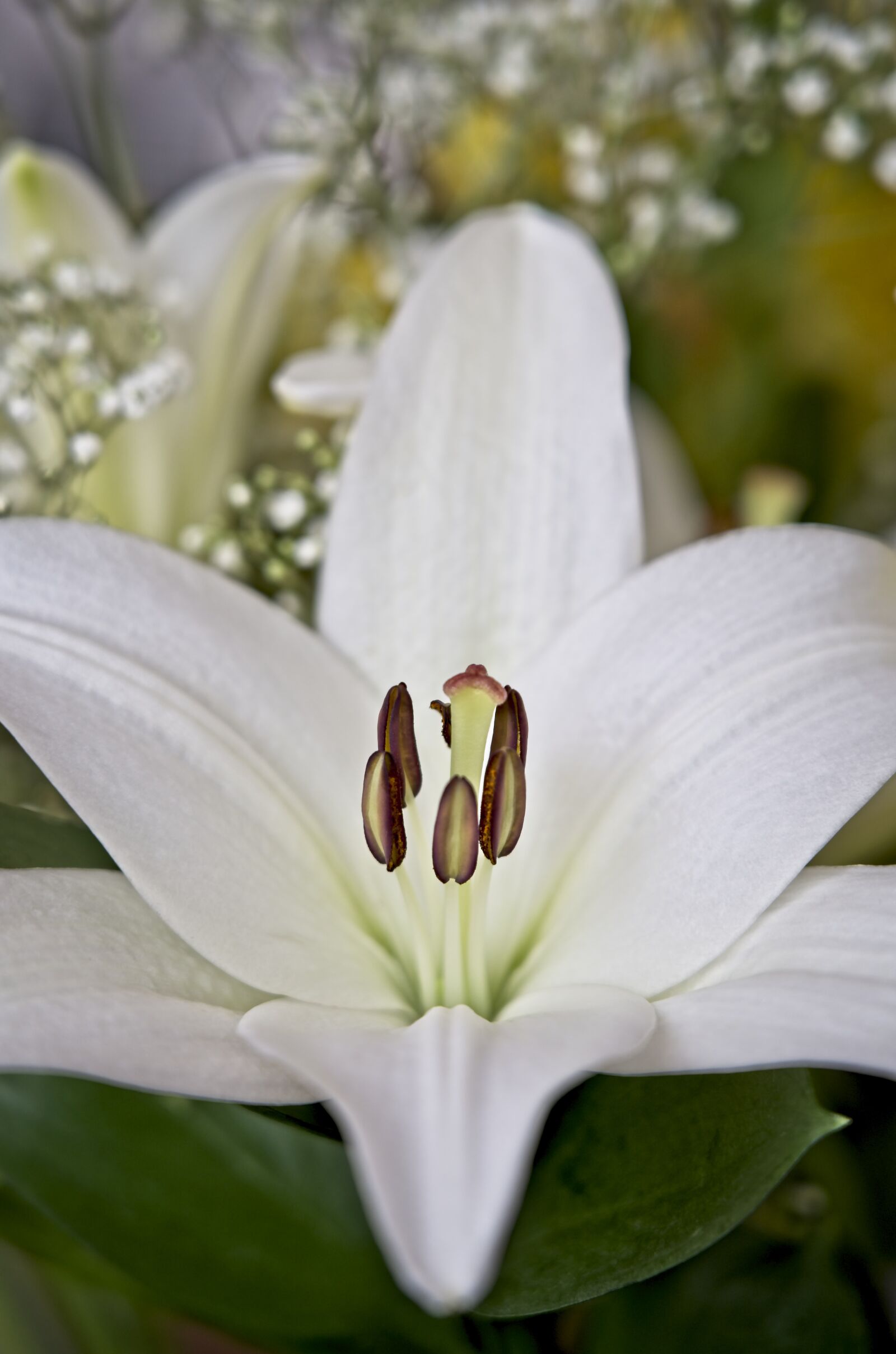 Sony a7 III sample photo. Lily, asiatic lily, white photography