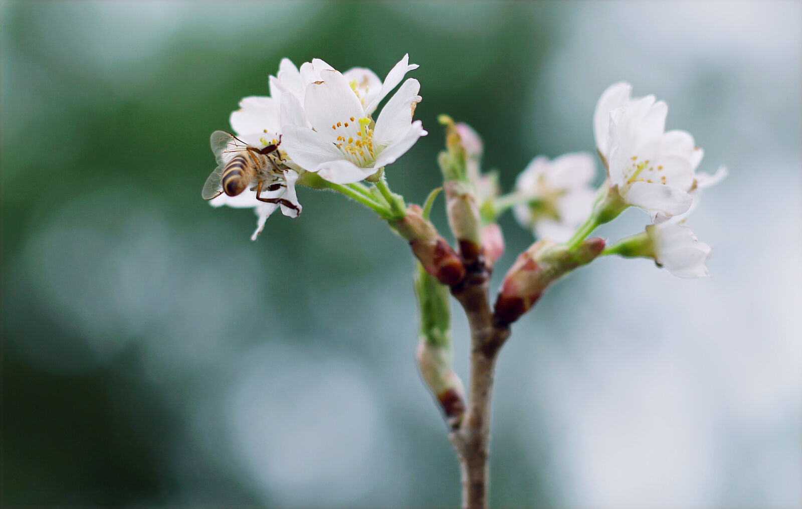 Canon EOS 70D + Canon EF 50mm F1.8 STM sample photo. White, clustered, flowers, with photography