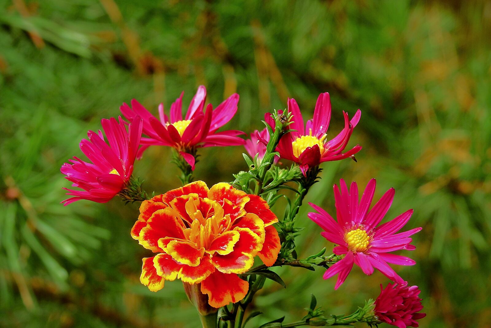Nikon Coolpix P900 sample photo. Flowers, bouquet, romantic photography
