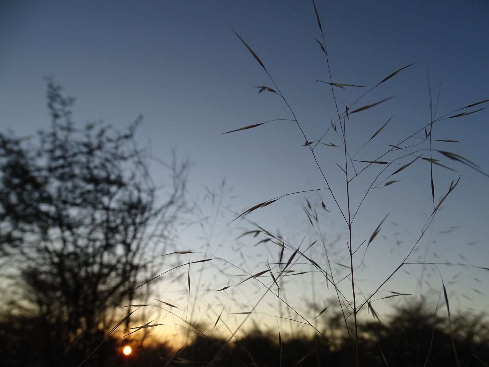 Sony Cyber-shot DSC-HX400V sample photo. Sun, morning, grass photography