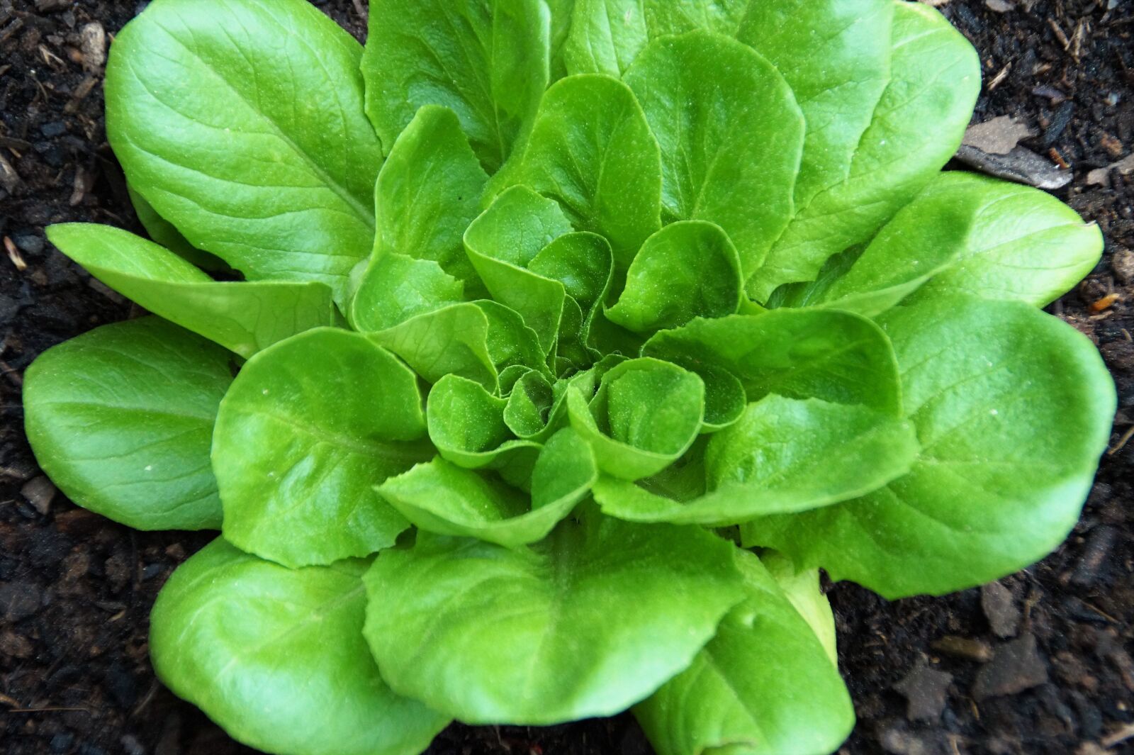 Sony SLT-A58 sample photo. Salad, combing, removing photography